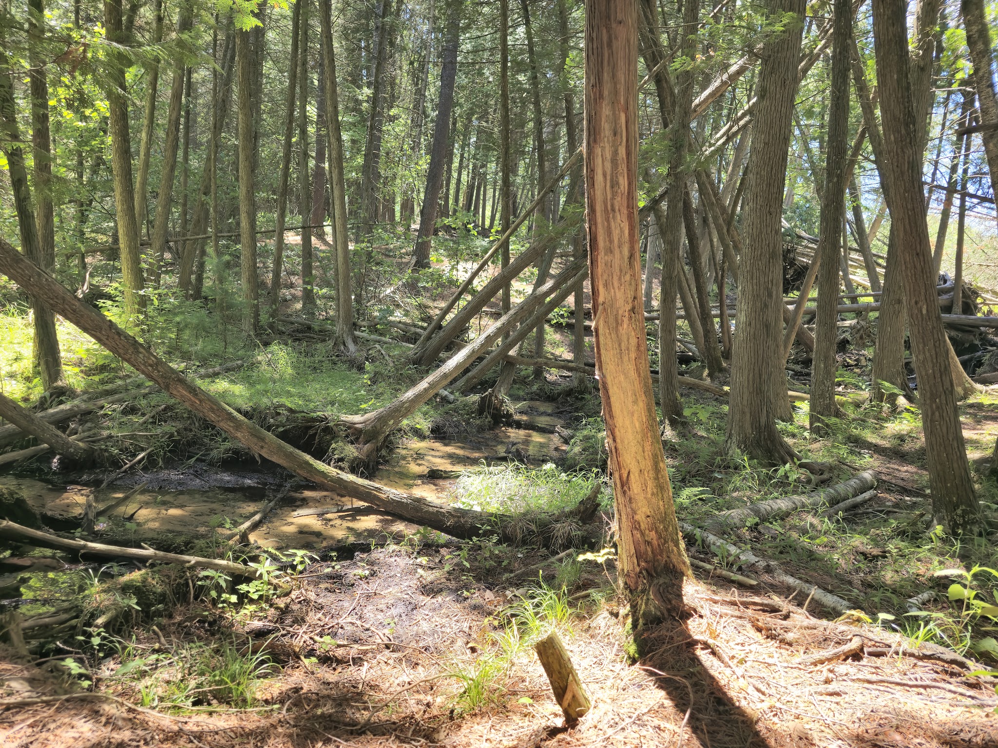 Trout Lake State Forest Campground