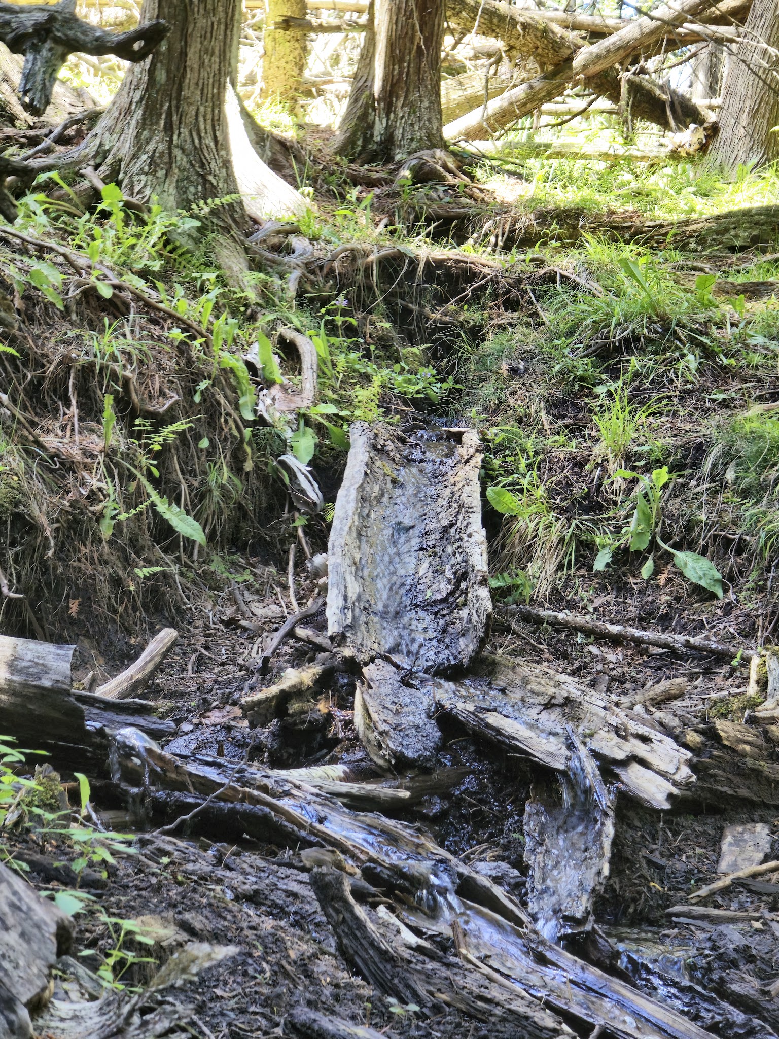 Trout Lake State Forest Campground