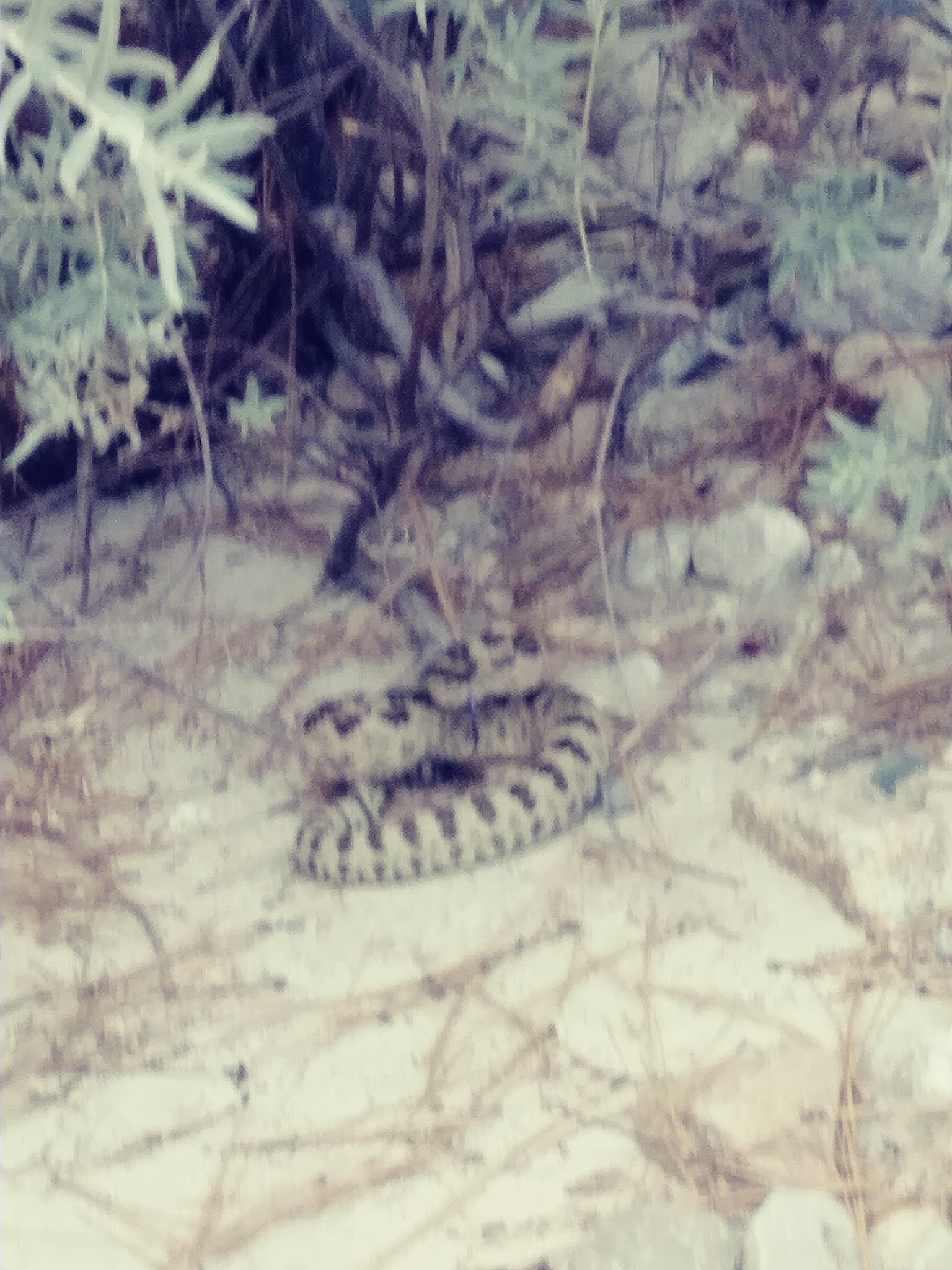 Troutdale Campground