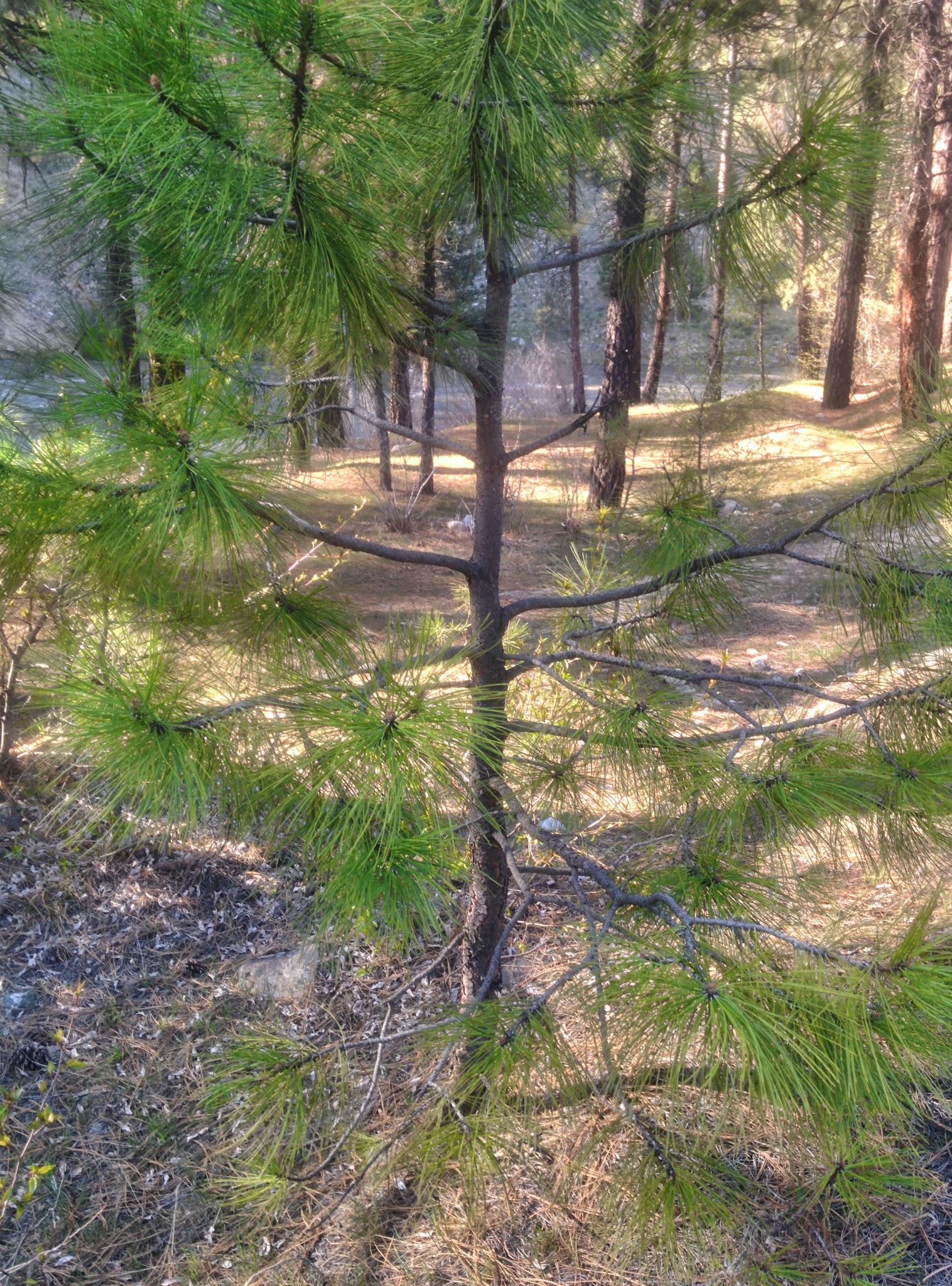 Troutdale Campground