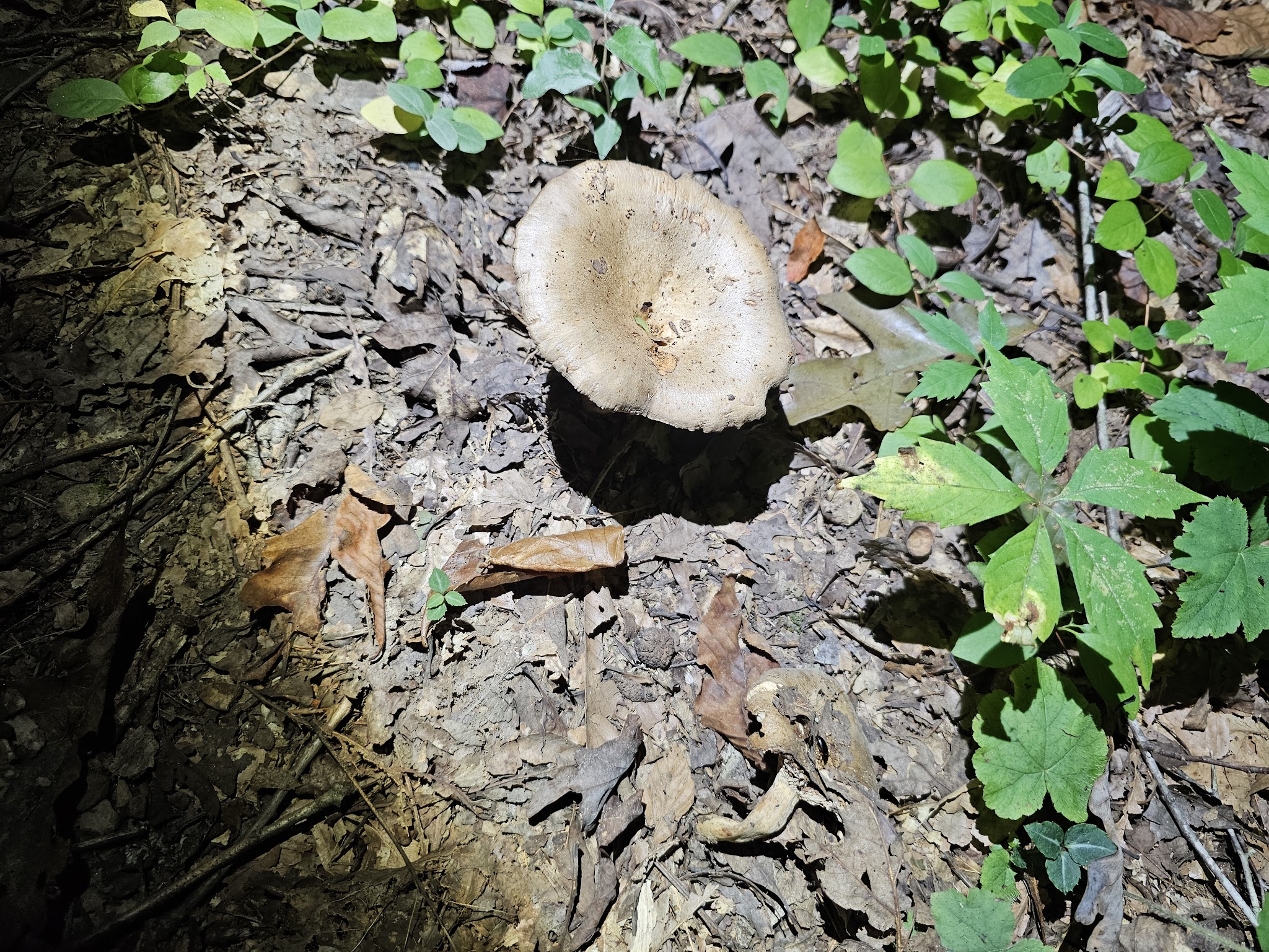 Turkey Foot Campground