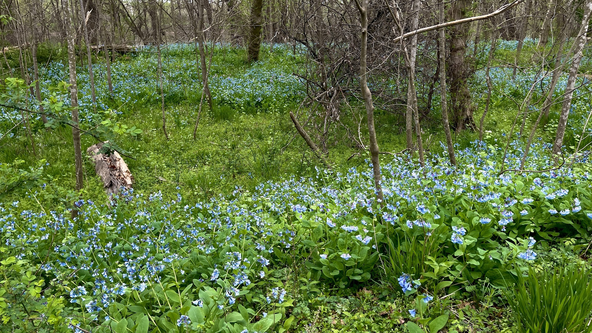 Turtle Run Hiker-Biker Campsite