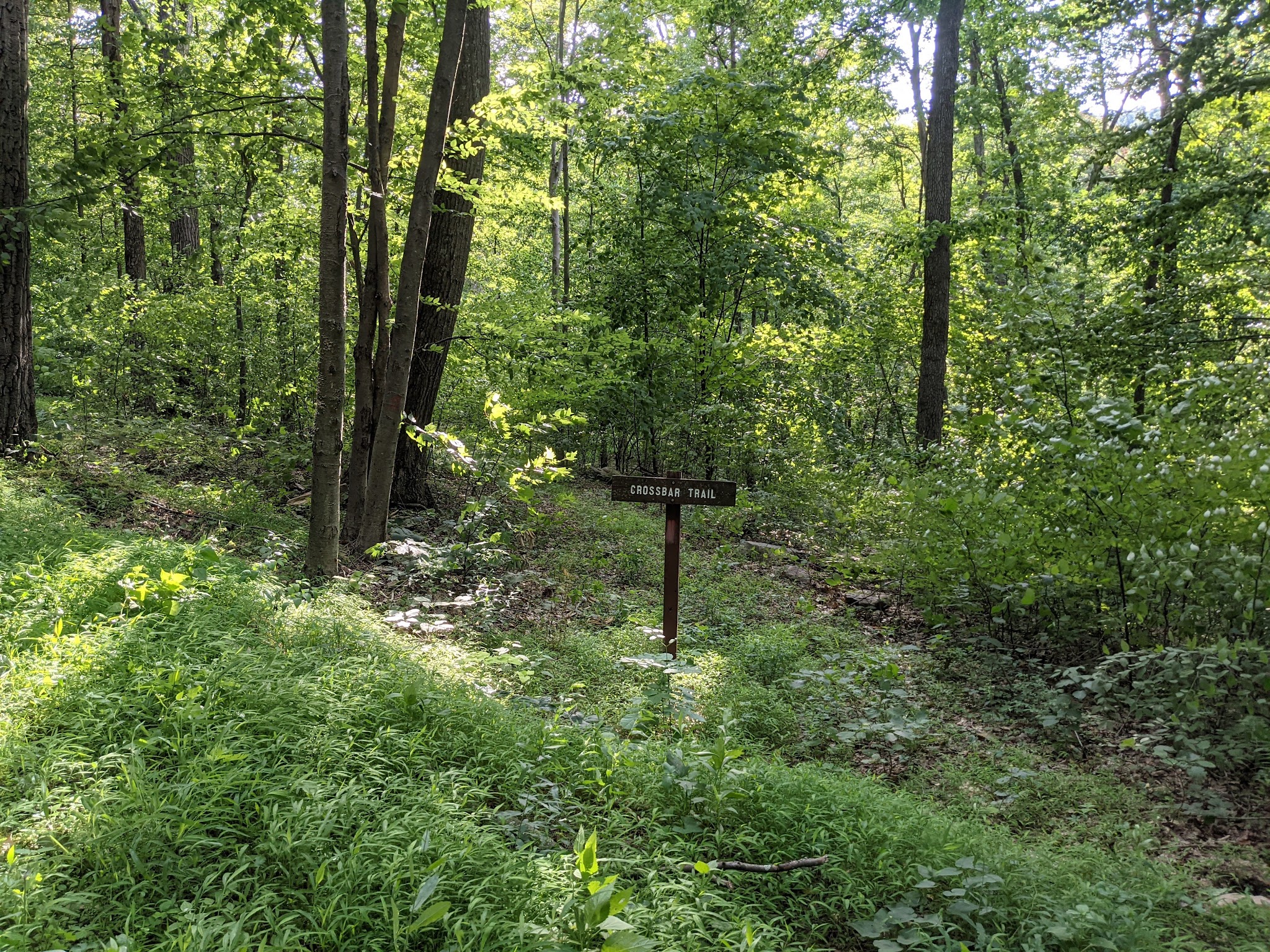 Tuscarora State Forest
