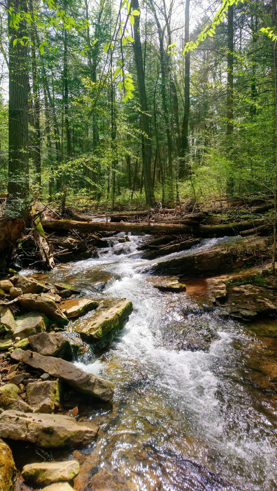 Tuscarora State Forest