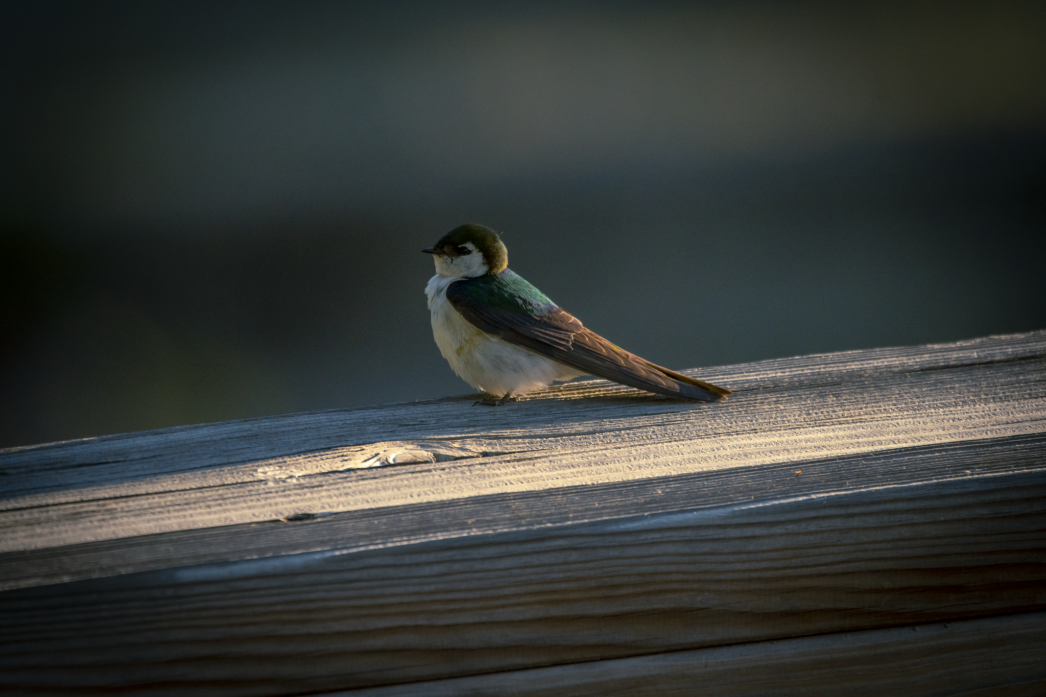 Twenty-Five Mile Creek State Park