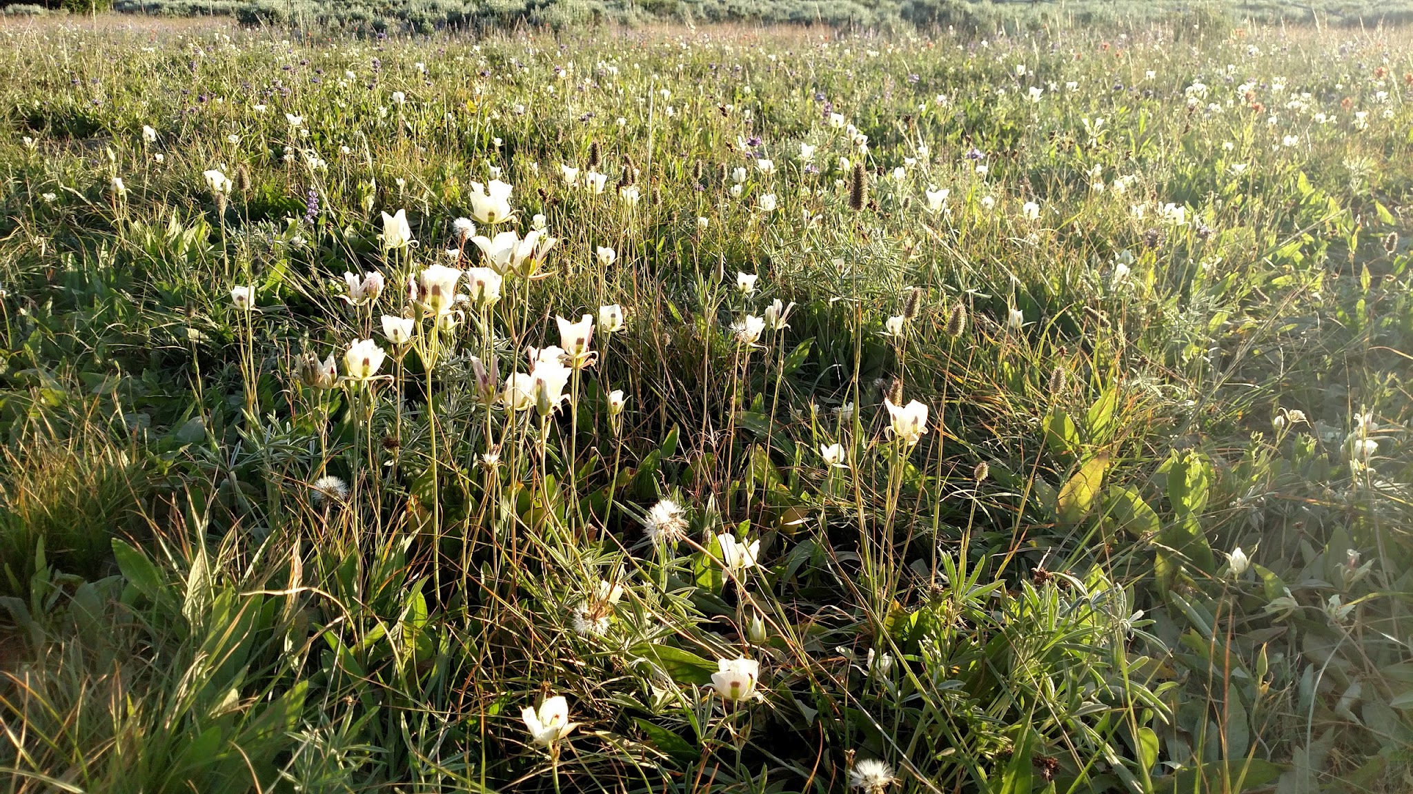 Twin Lakes Campground (Albion Division)