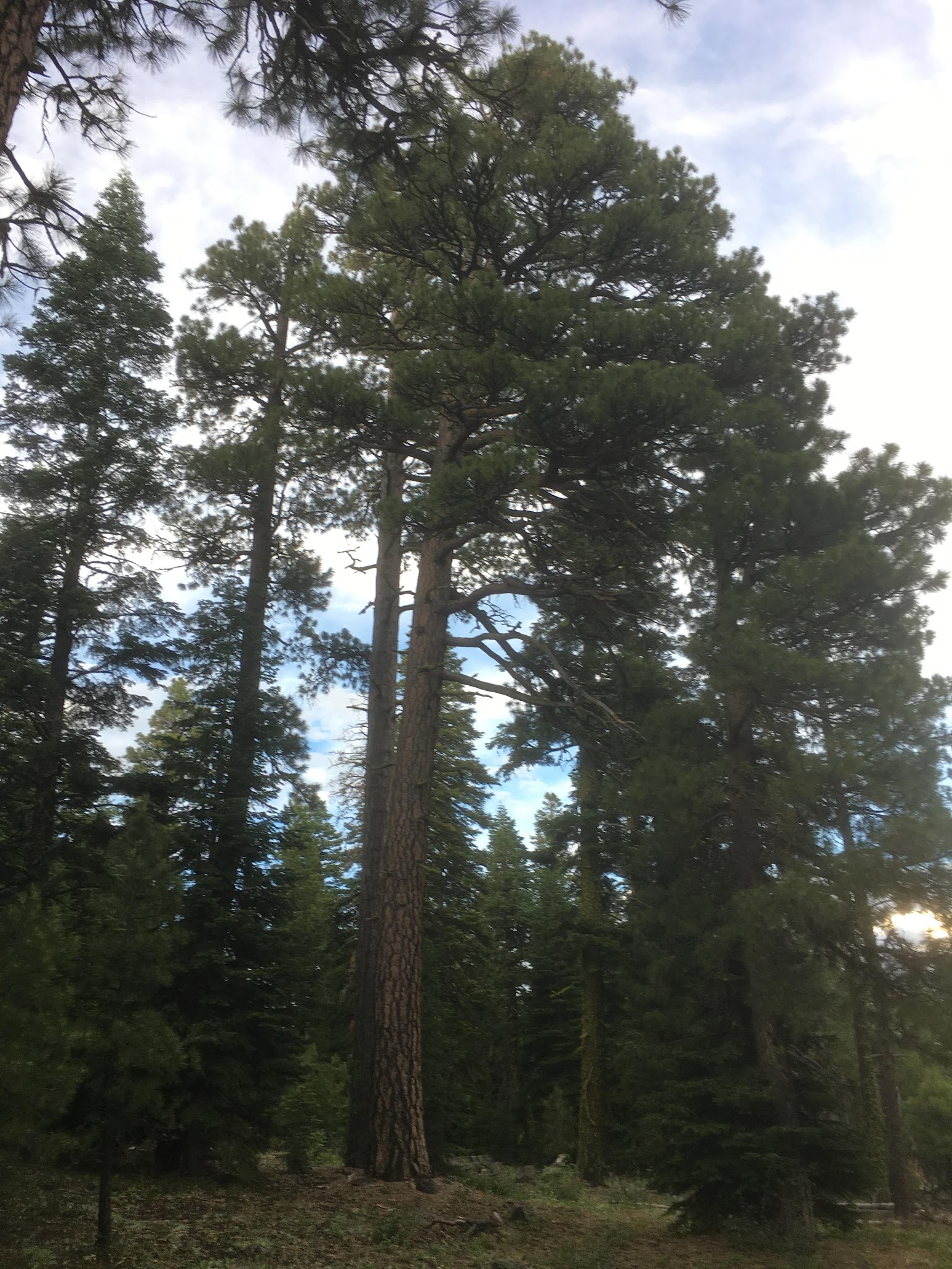 Twin Springs Campground