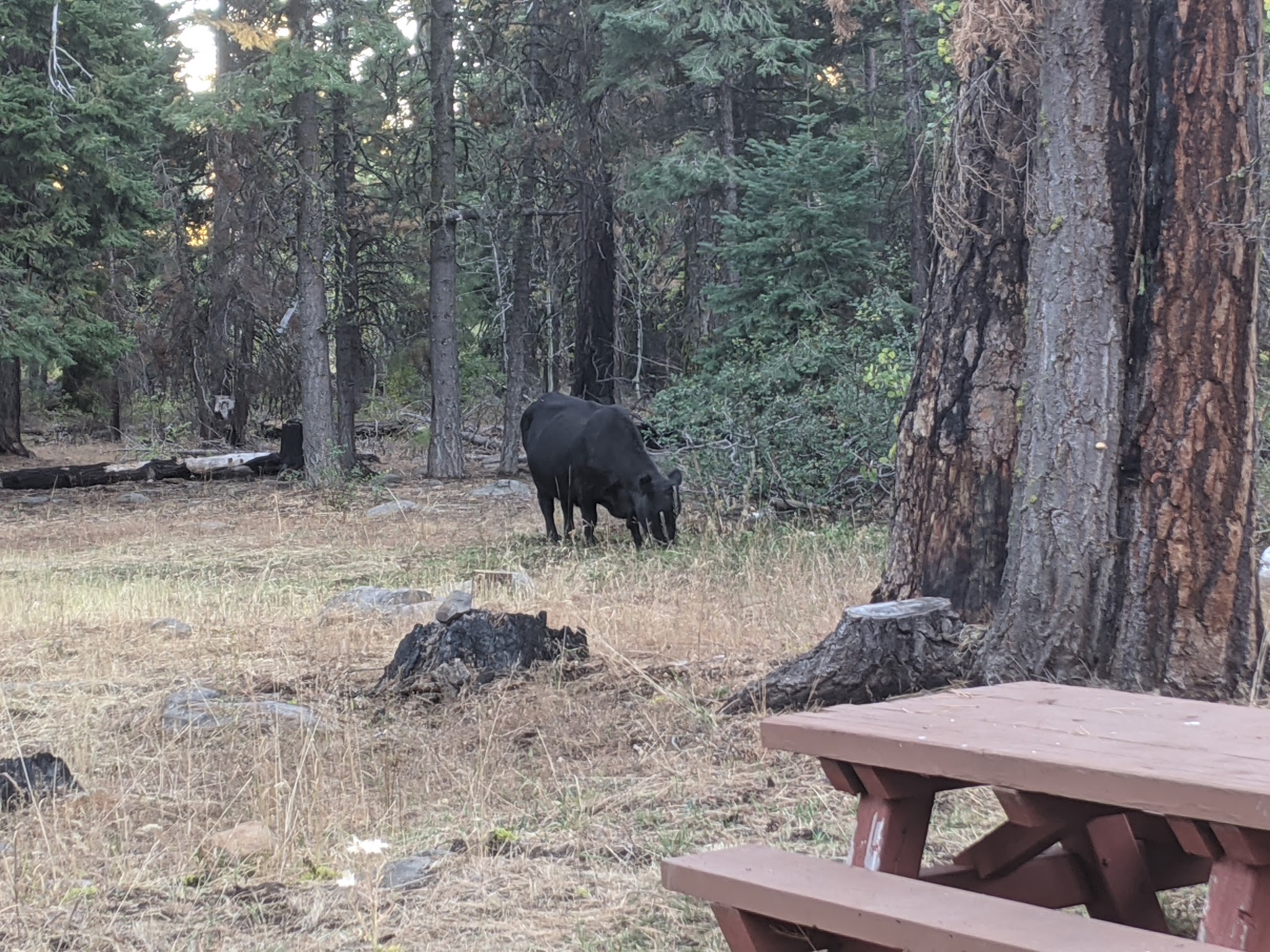 Twin Springs Campground