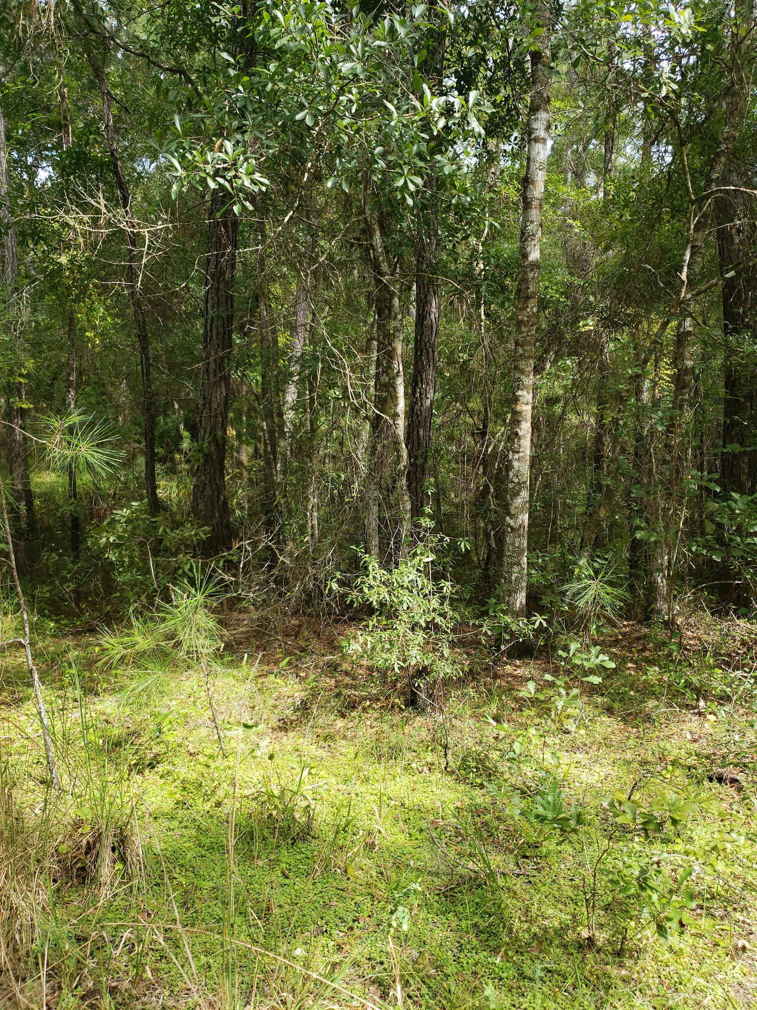 Two Mile Prairie Tract Oxbow Primitive Camp Zone Paddle In Withlacoochee State Forest 