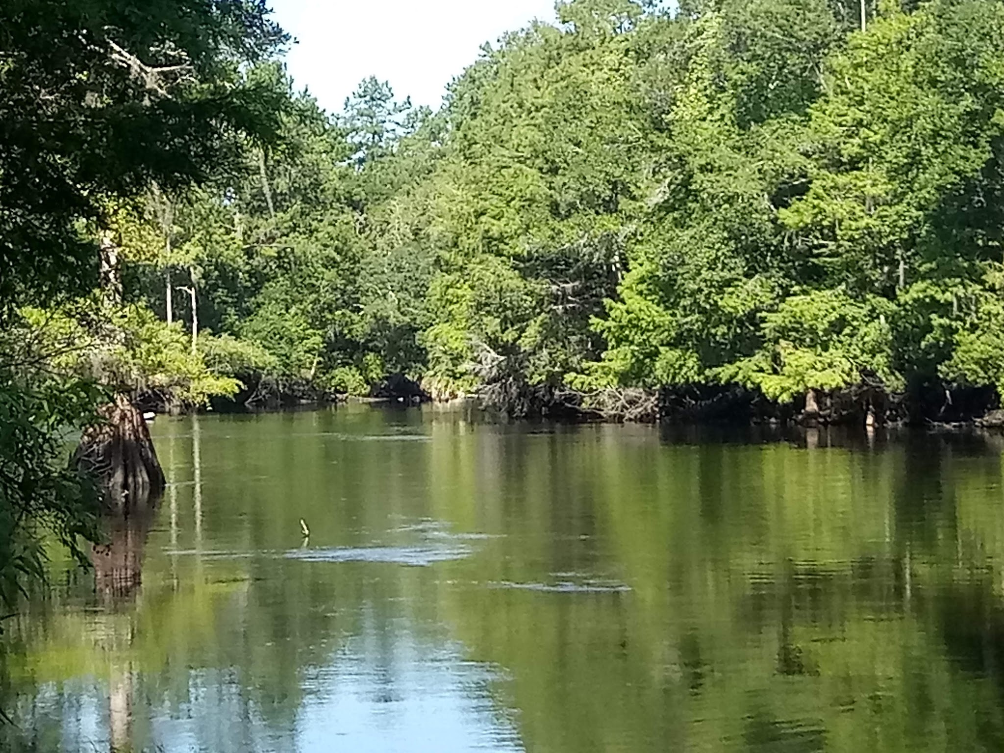 Two Mile Prairie Tract Oxbow Primitive Camp Zone Paddle In Withlacoochee State Forest 