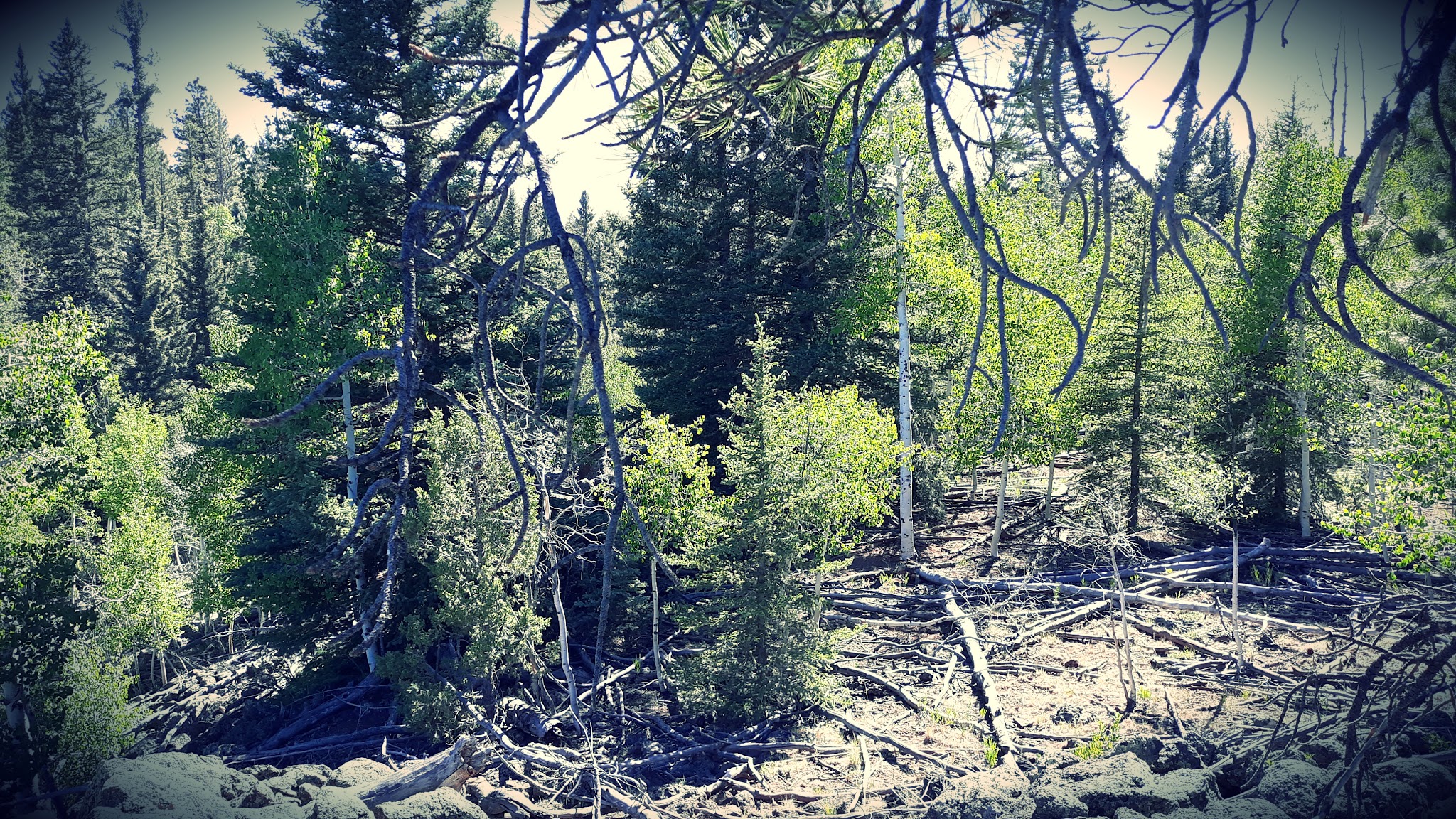 Uinta Flat Designated Dispersed Camping Area