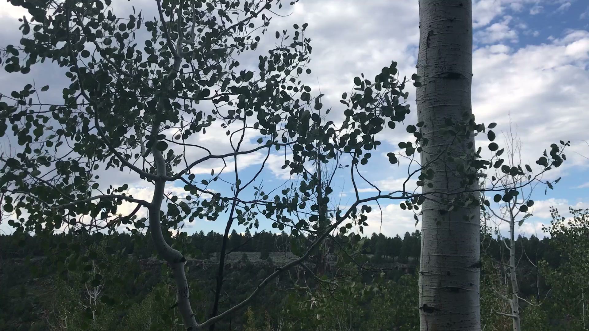 Uinta Flat Designated Dispersed Camping Area