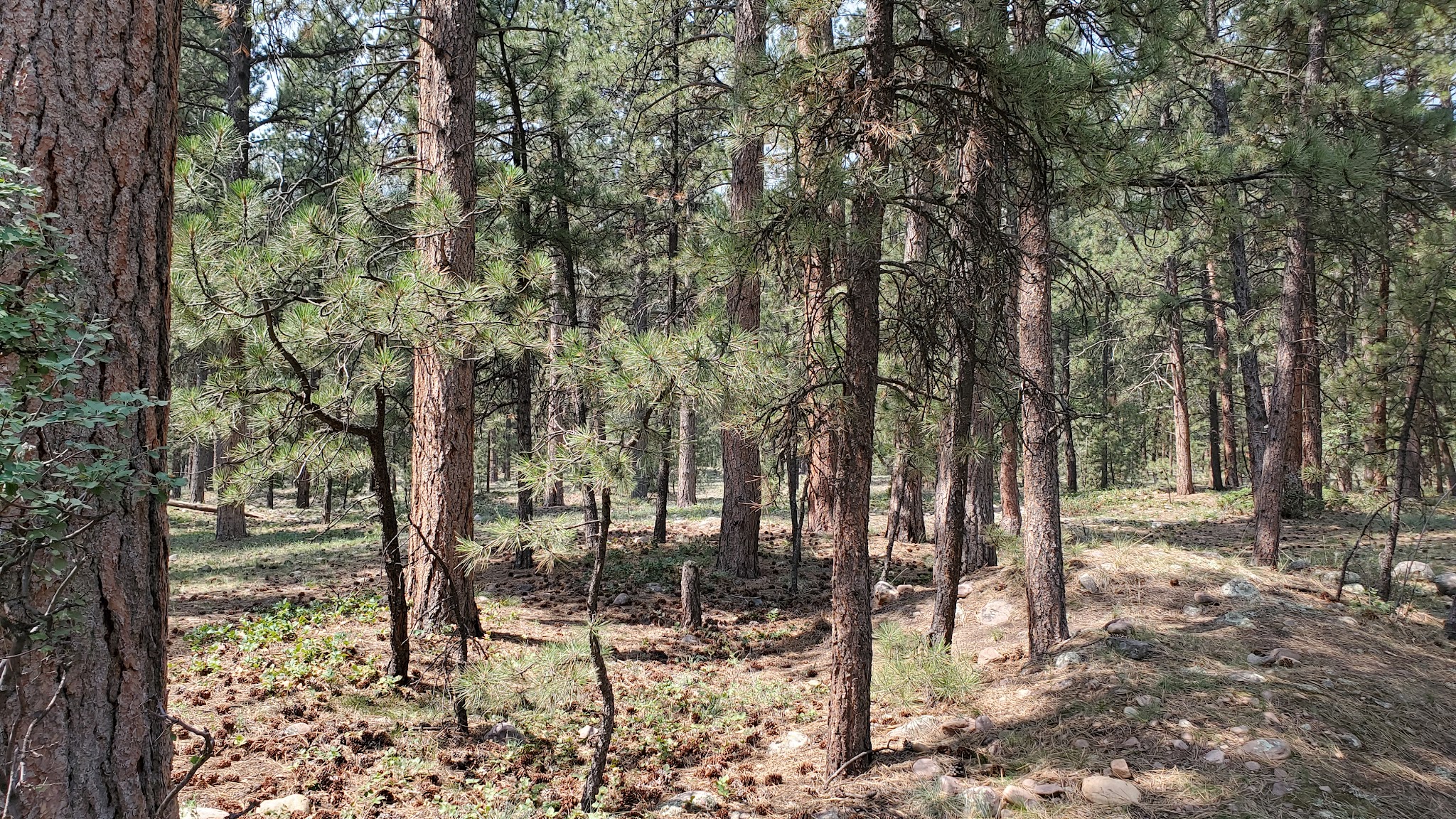 Uinta River Group Campground