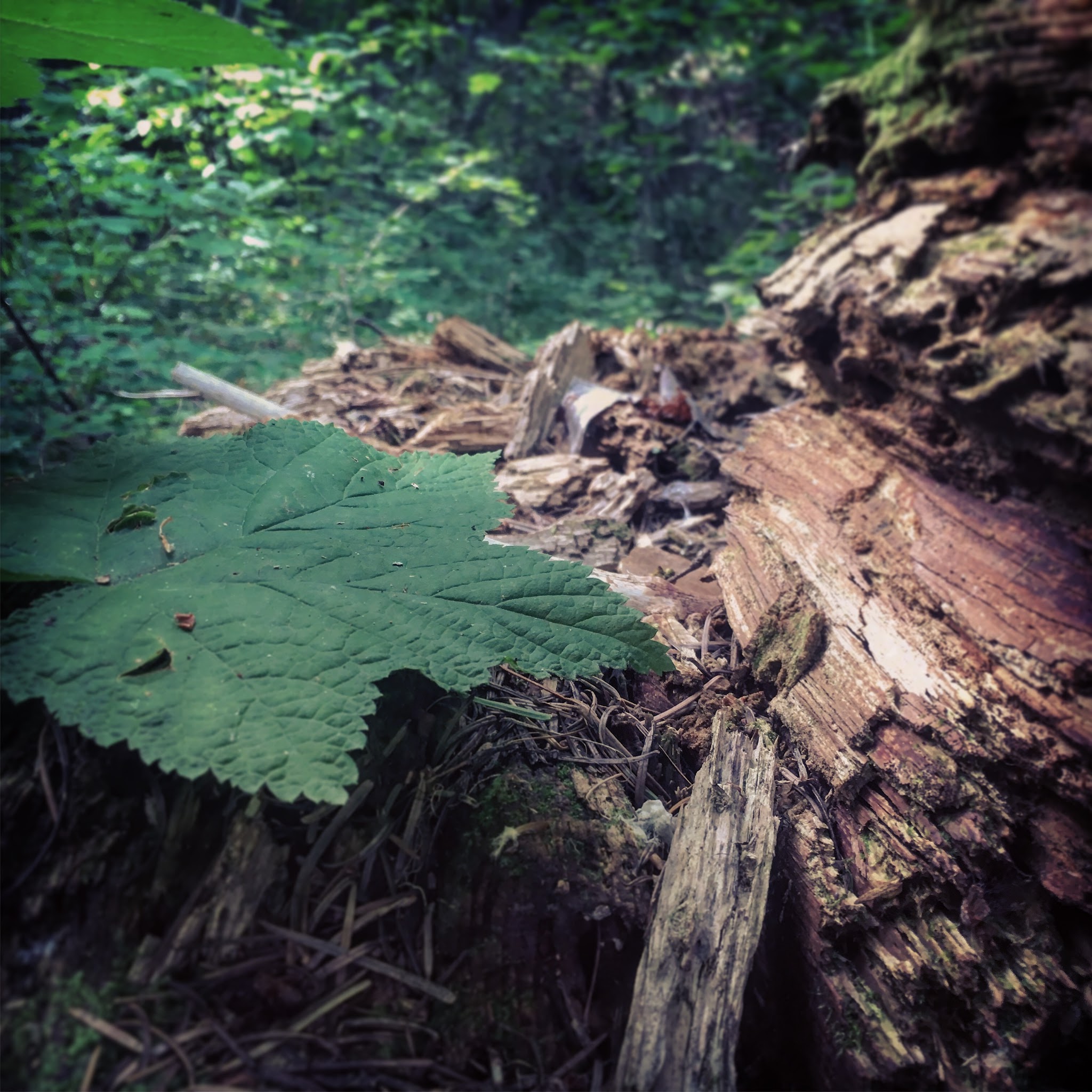 Umatilla Forks Campground