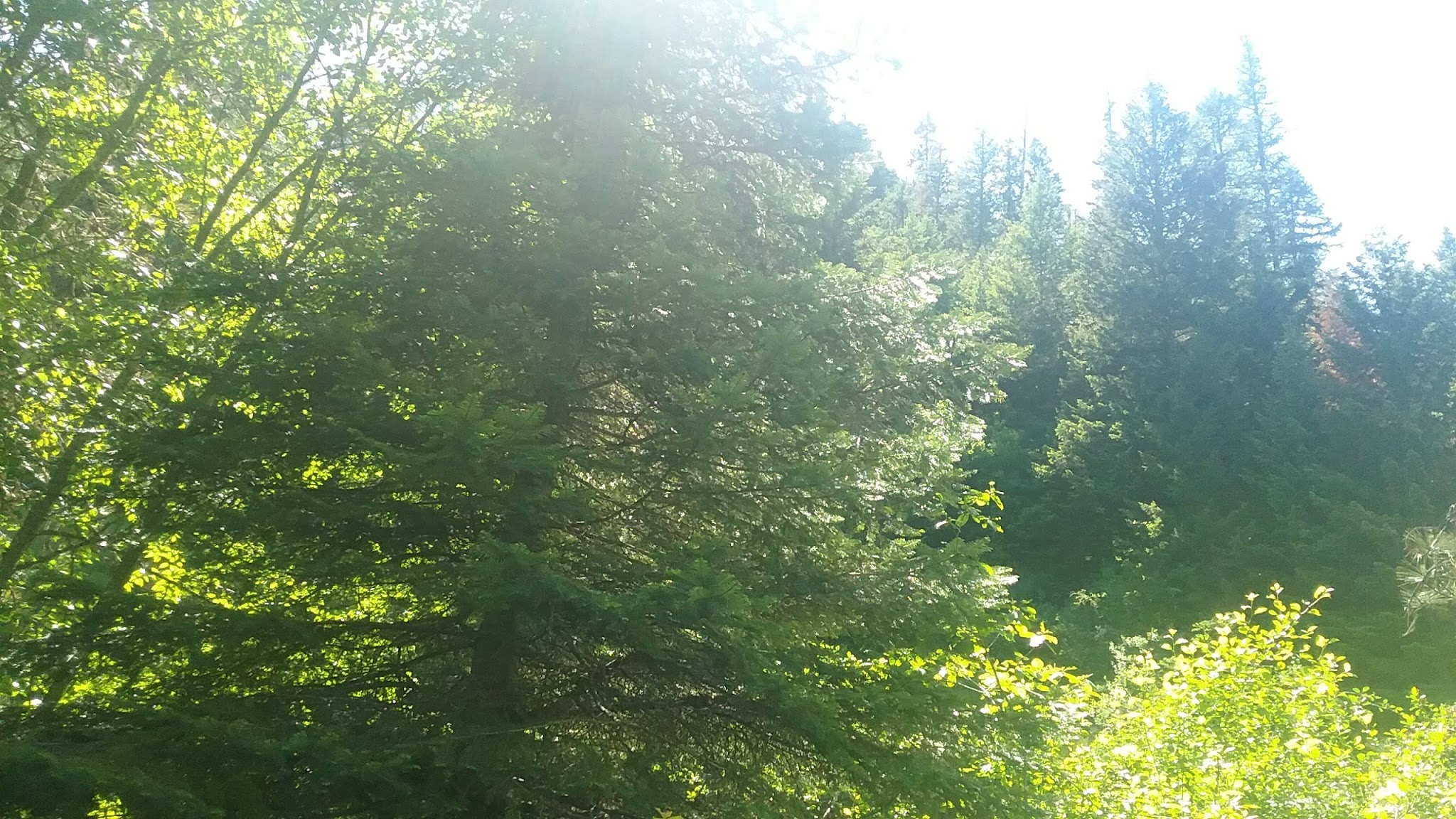 Umatilla Forks Campground