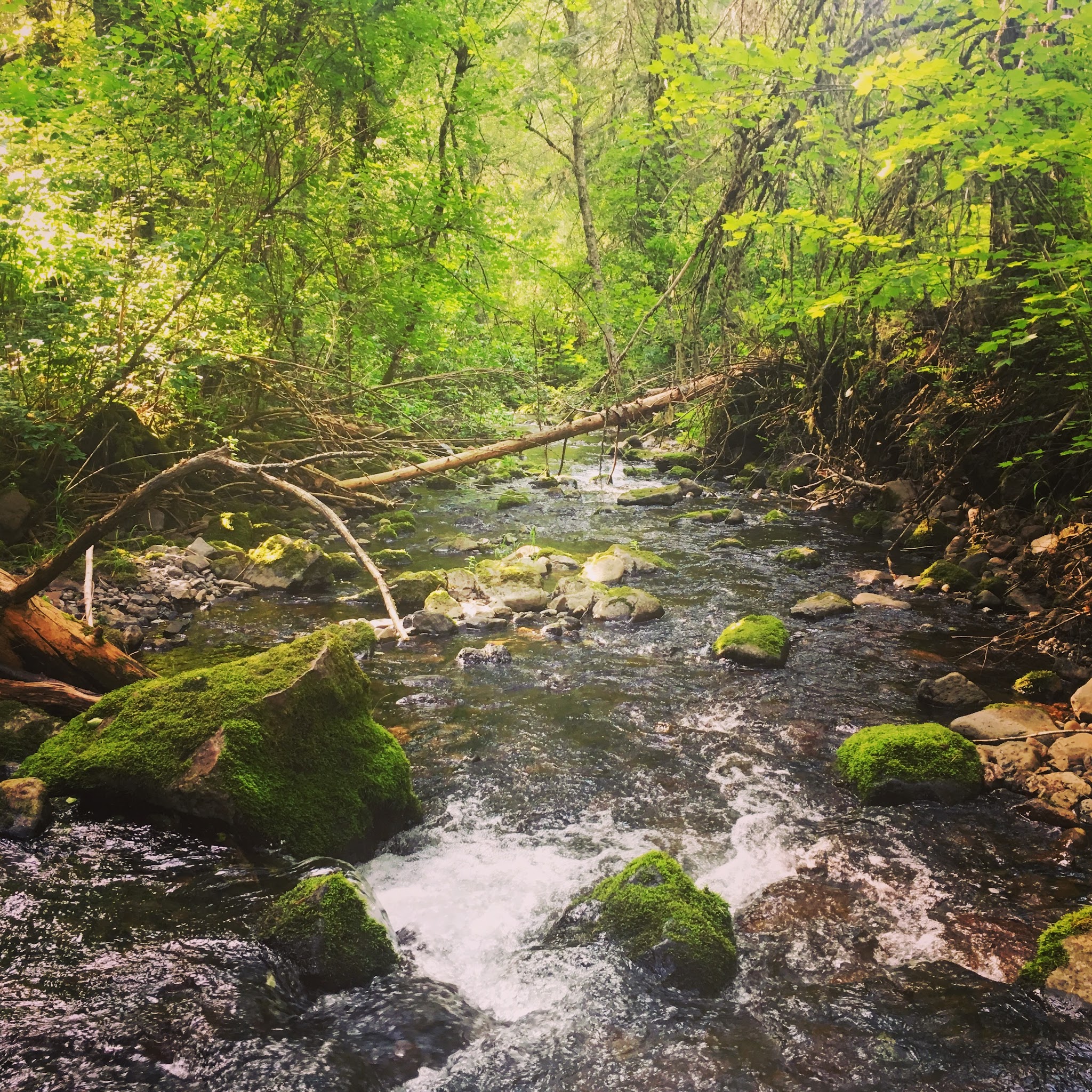 Umatilla Forks Campground