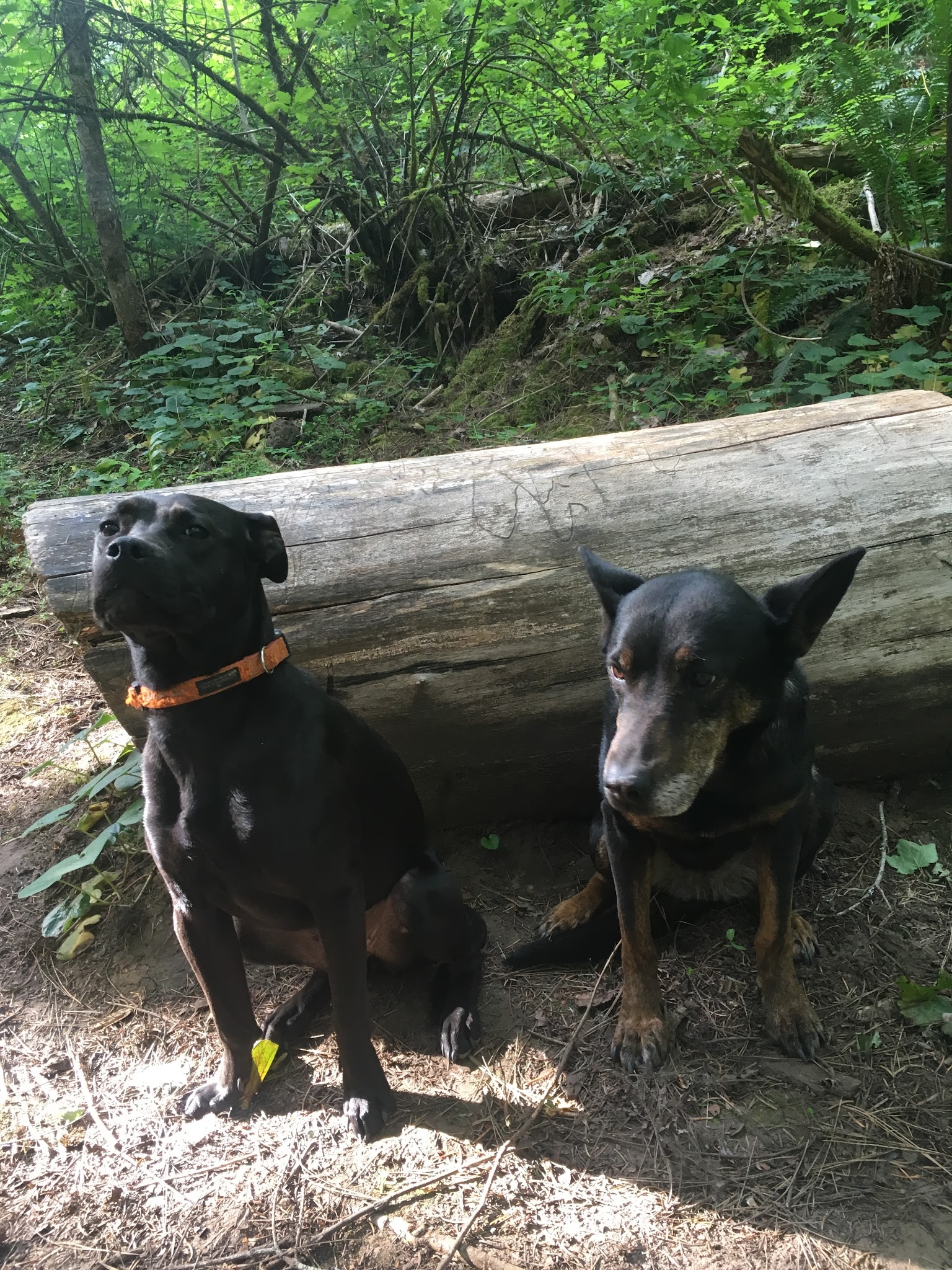 Umatilla Forks Campground