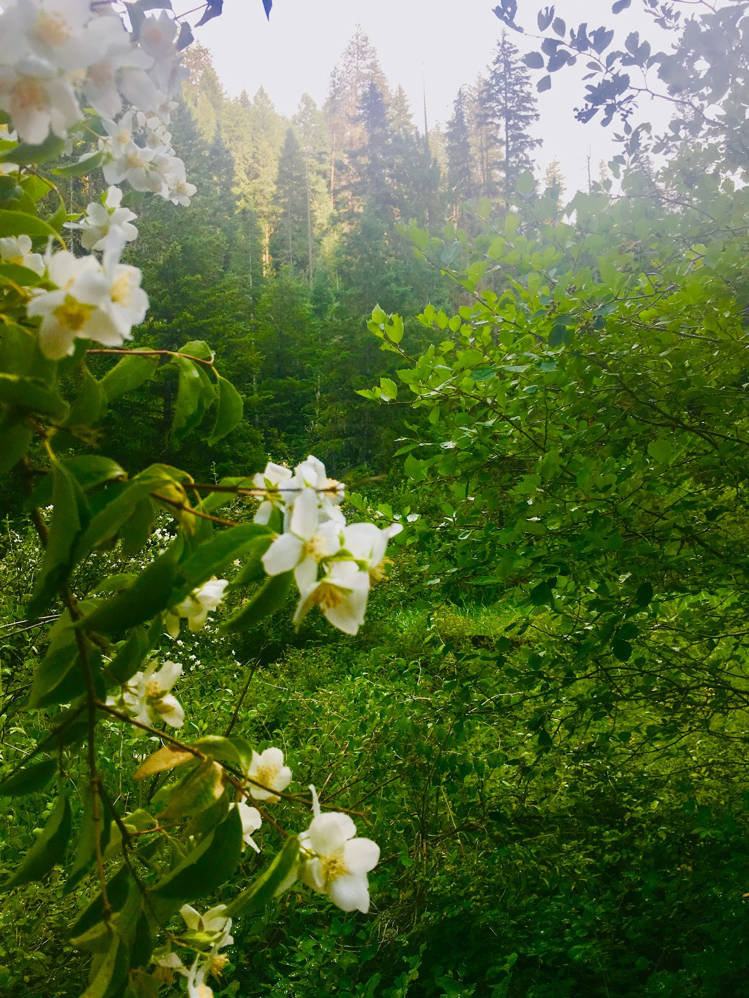 Umatilla Forks Campground