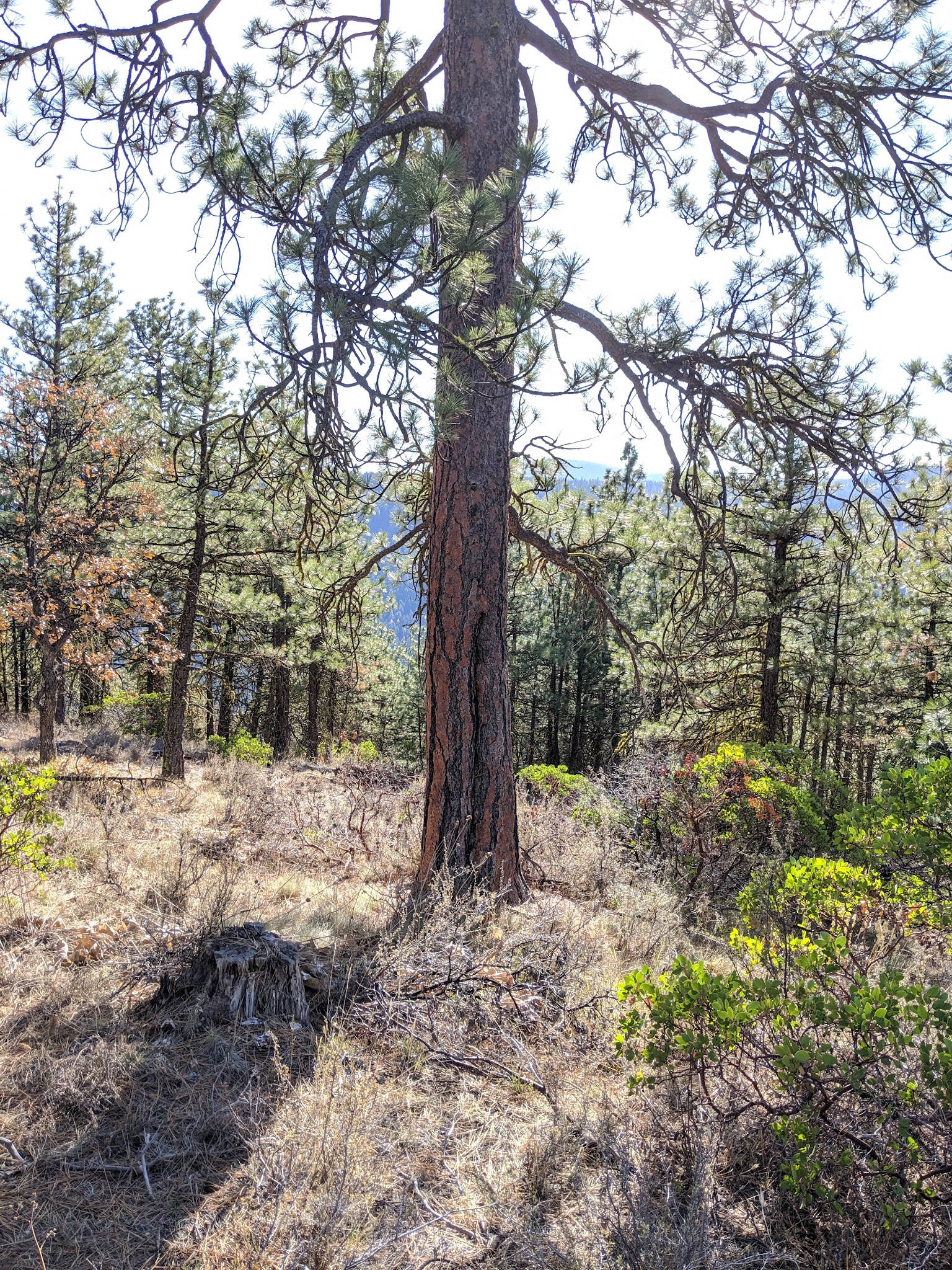 Underhill Campground