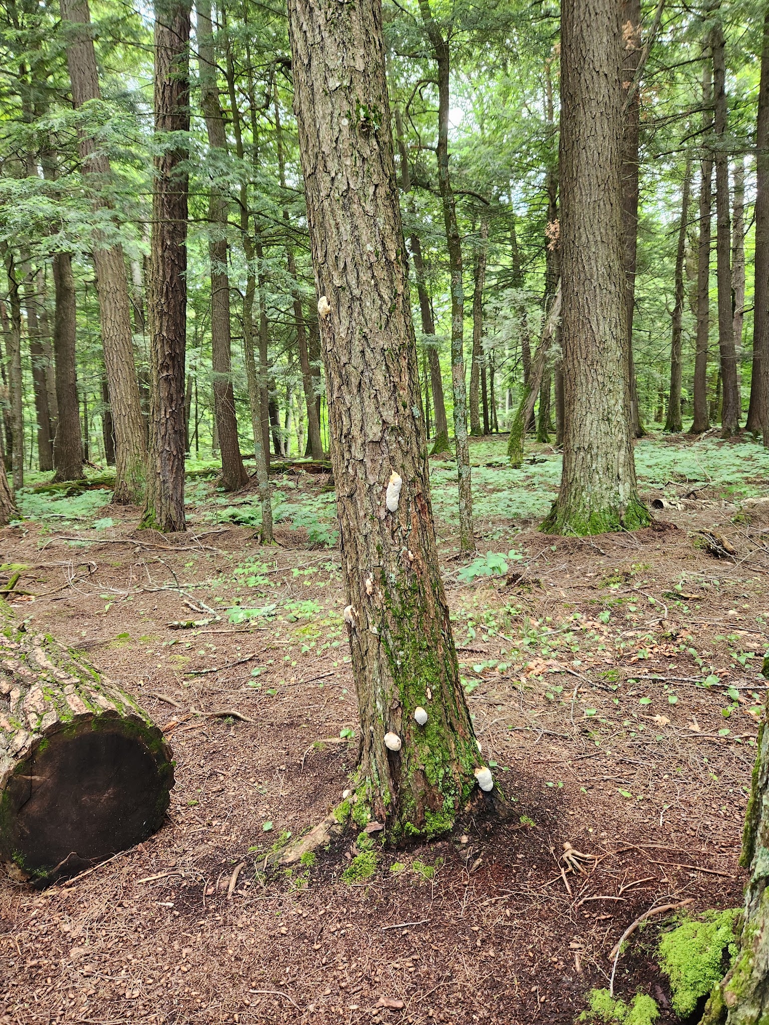 Porcupine Mountains-Union River Outpost-Rustic