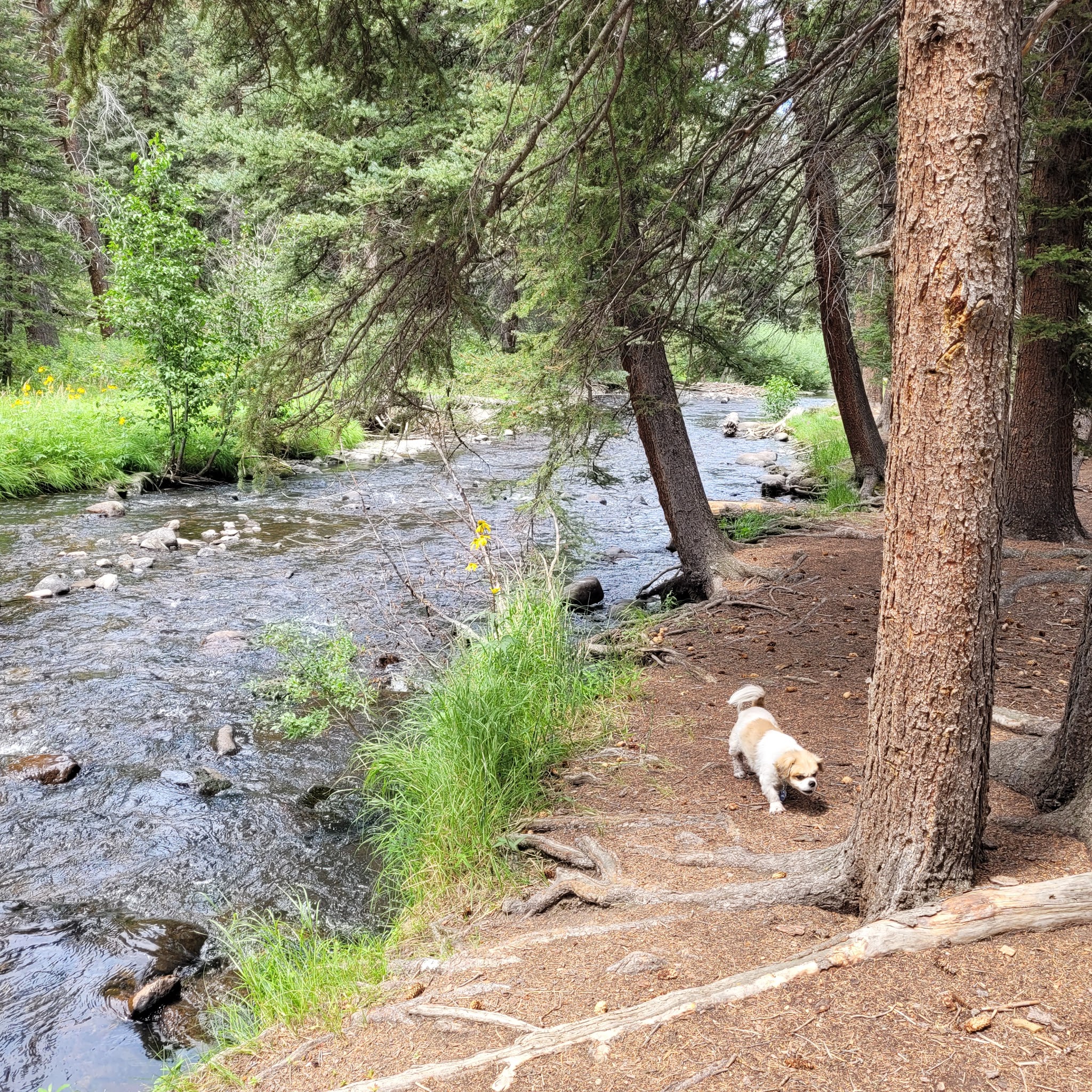 Upper Beaver Creek Campground