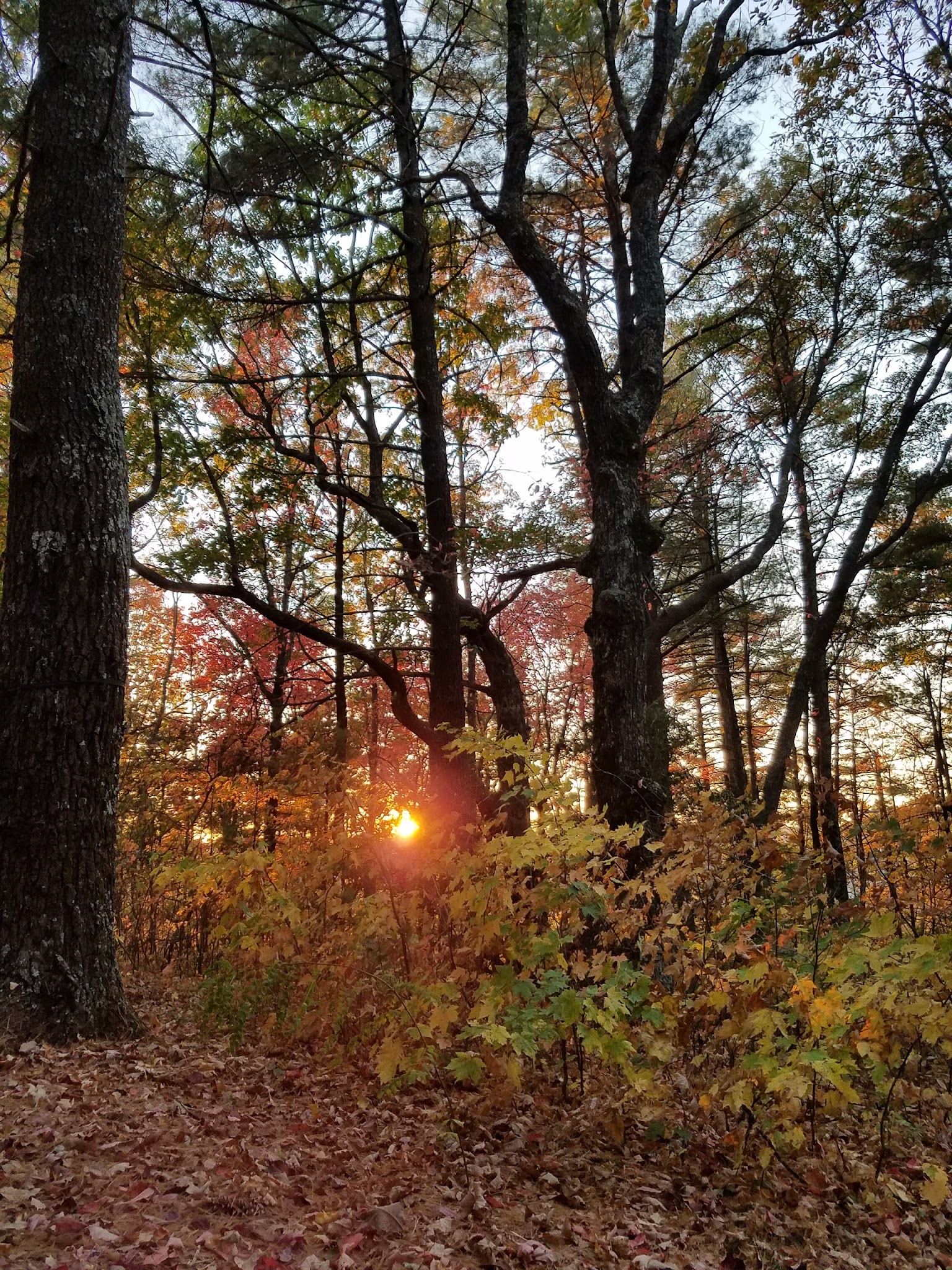 Upper Chattahoochee River Campground