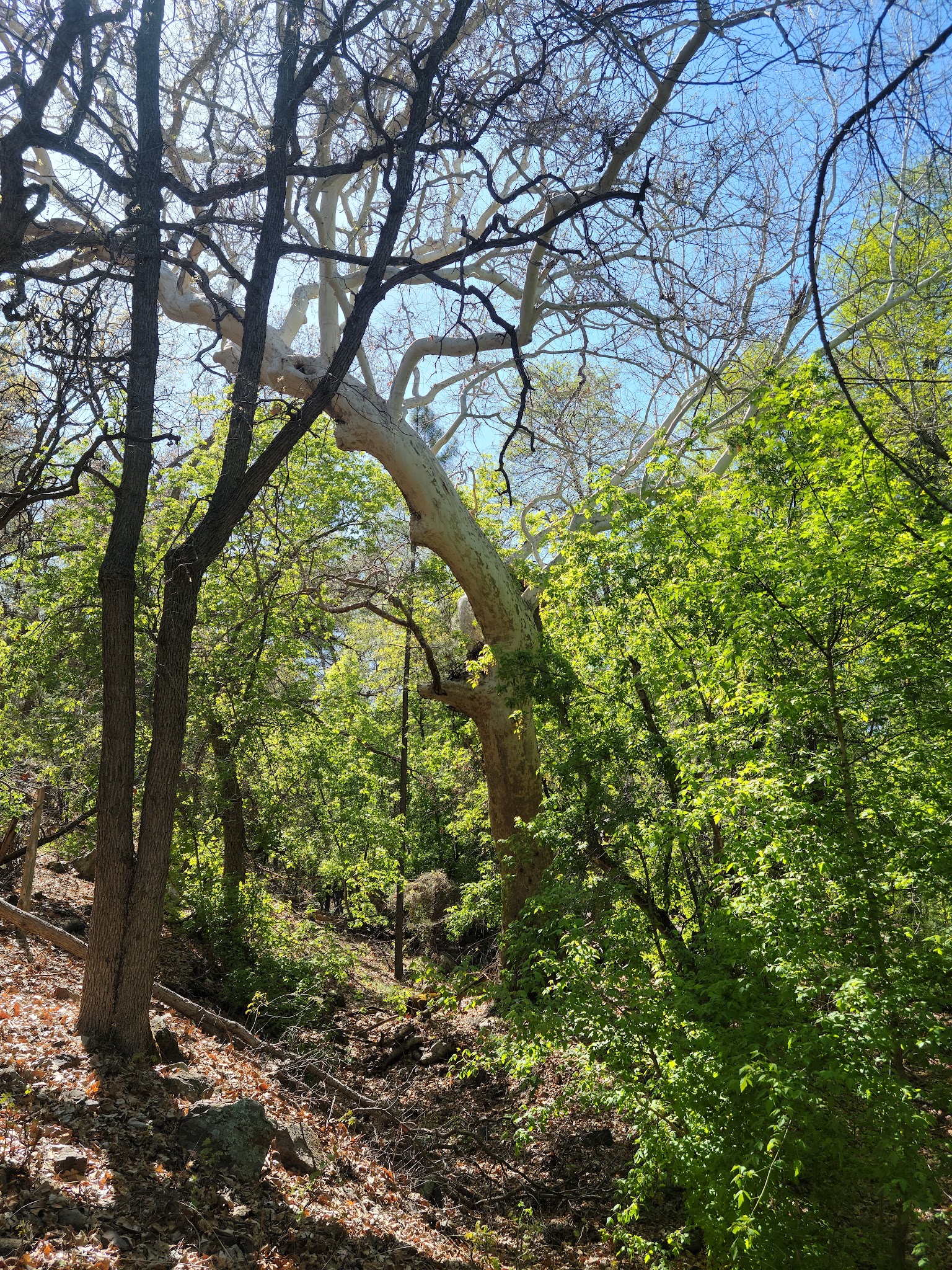 Upper Juan Miller Campground