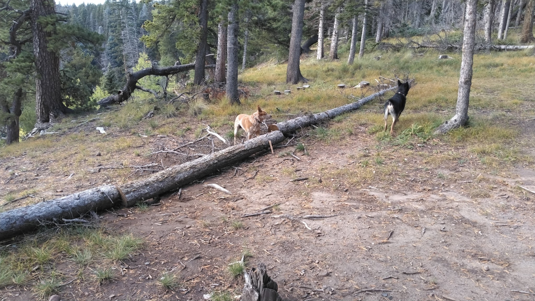 Upper Lagunitas / Lower Lagunitas Campgrounds