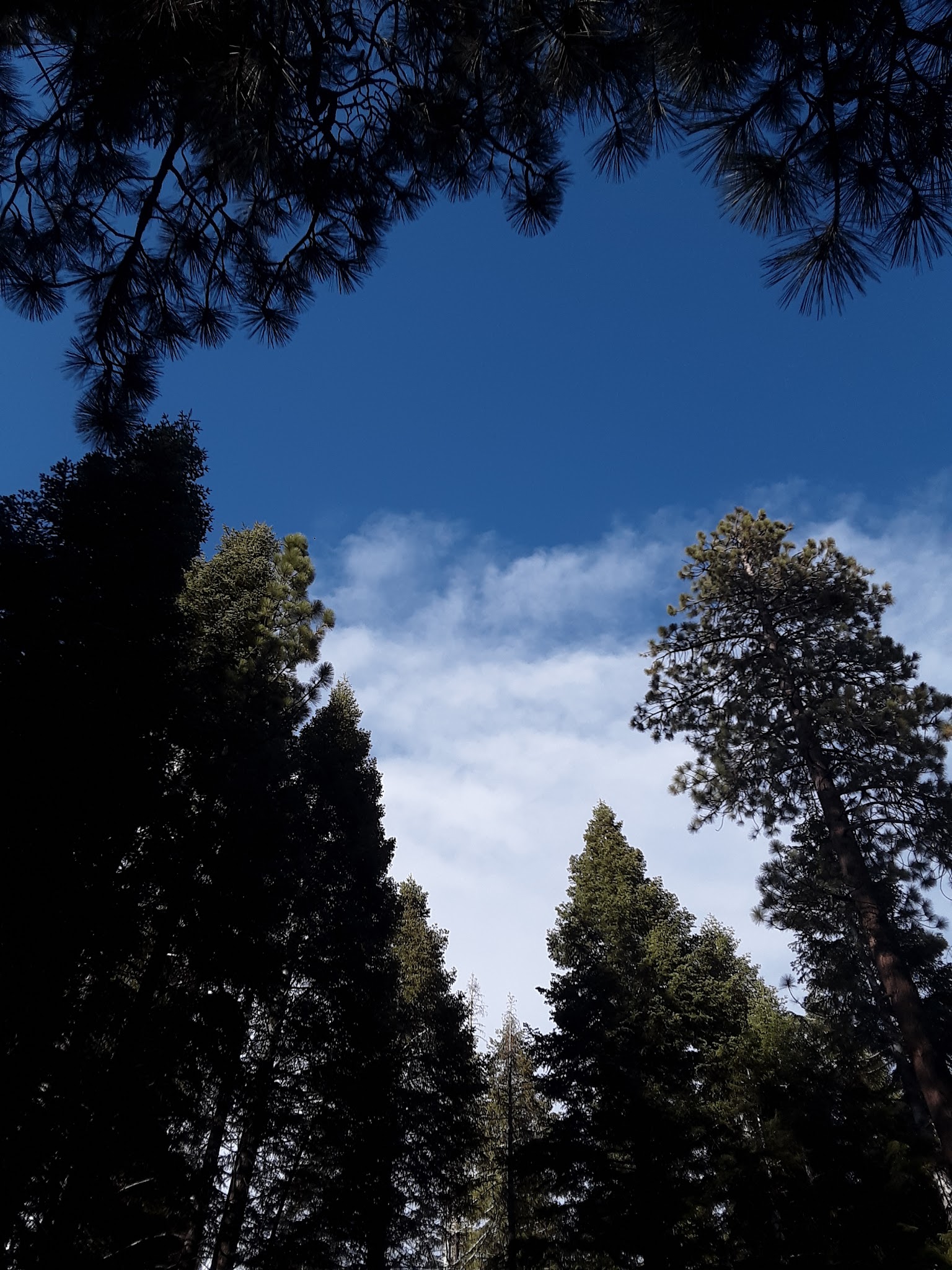 Upper Peppermint Dispersed Area