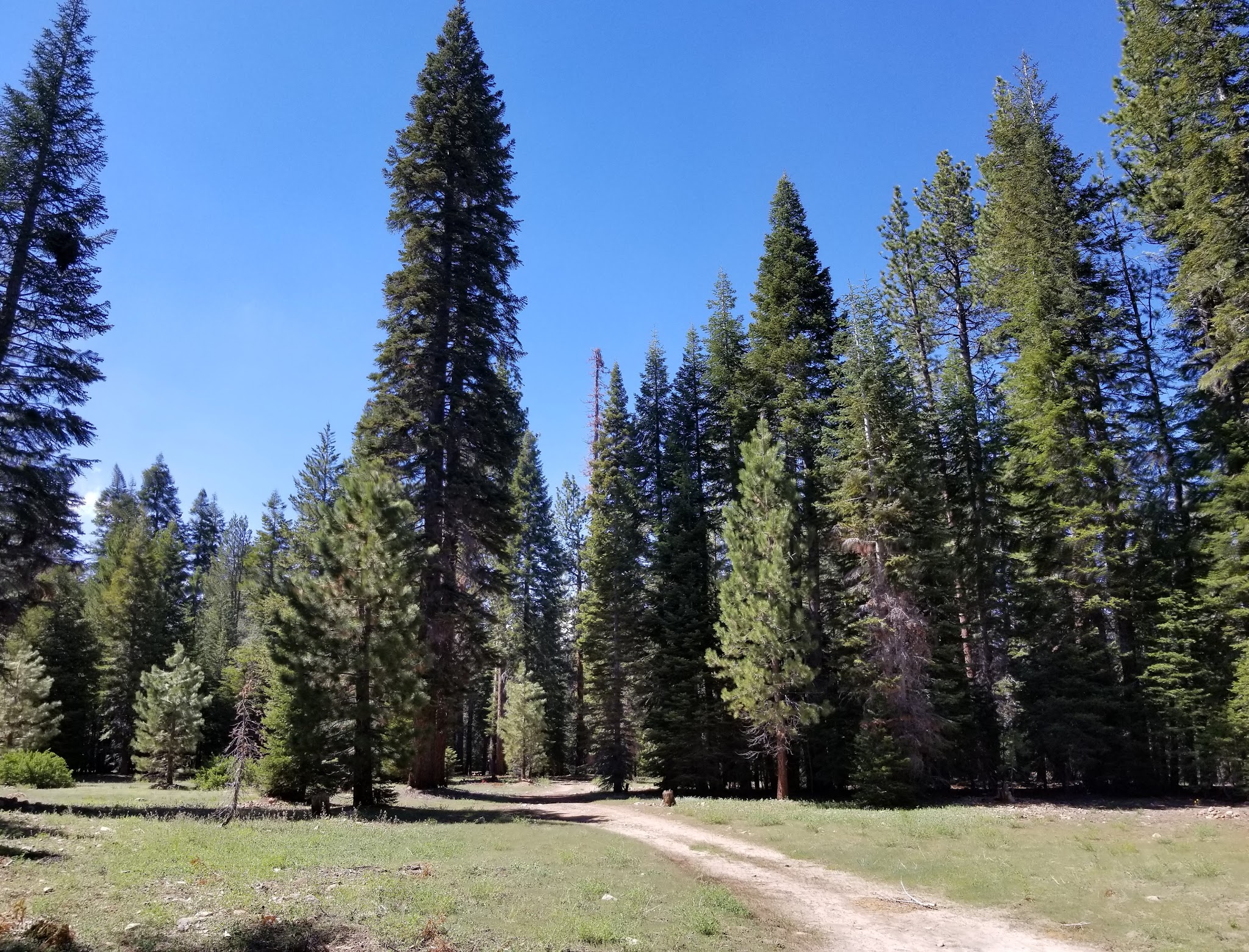 Upper Peppermint Dispersed Area