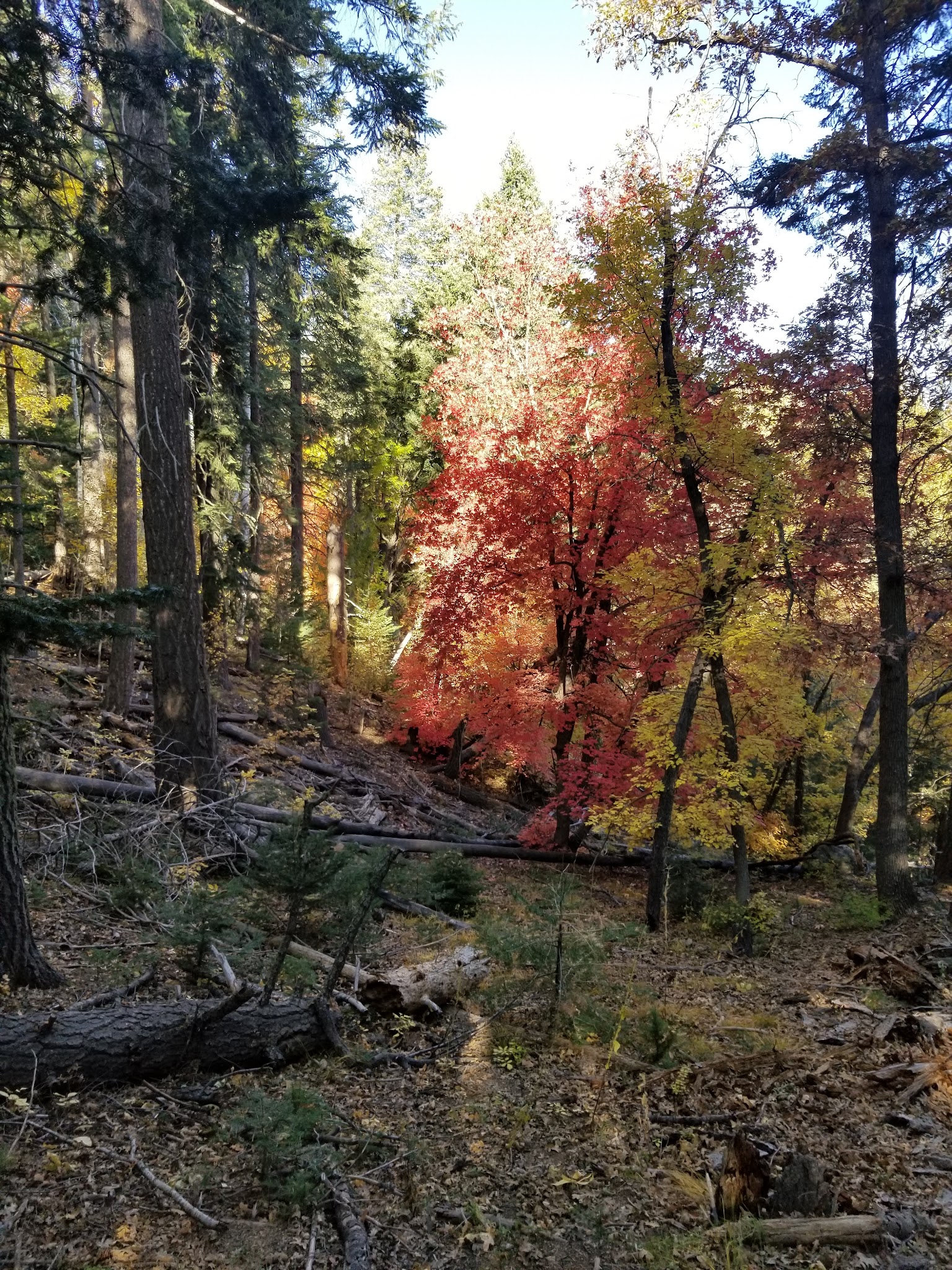 Pinal & Upper Pinal Campgrounds