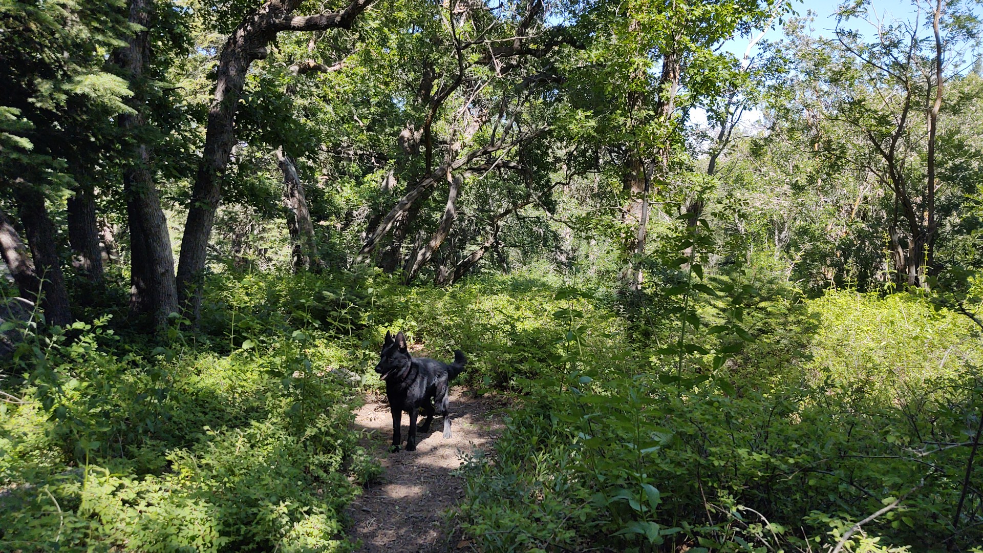 Pinal & Upper Pinal Campgrounds