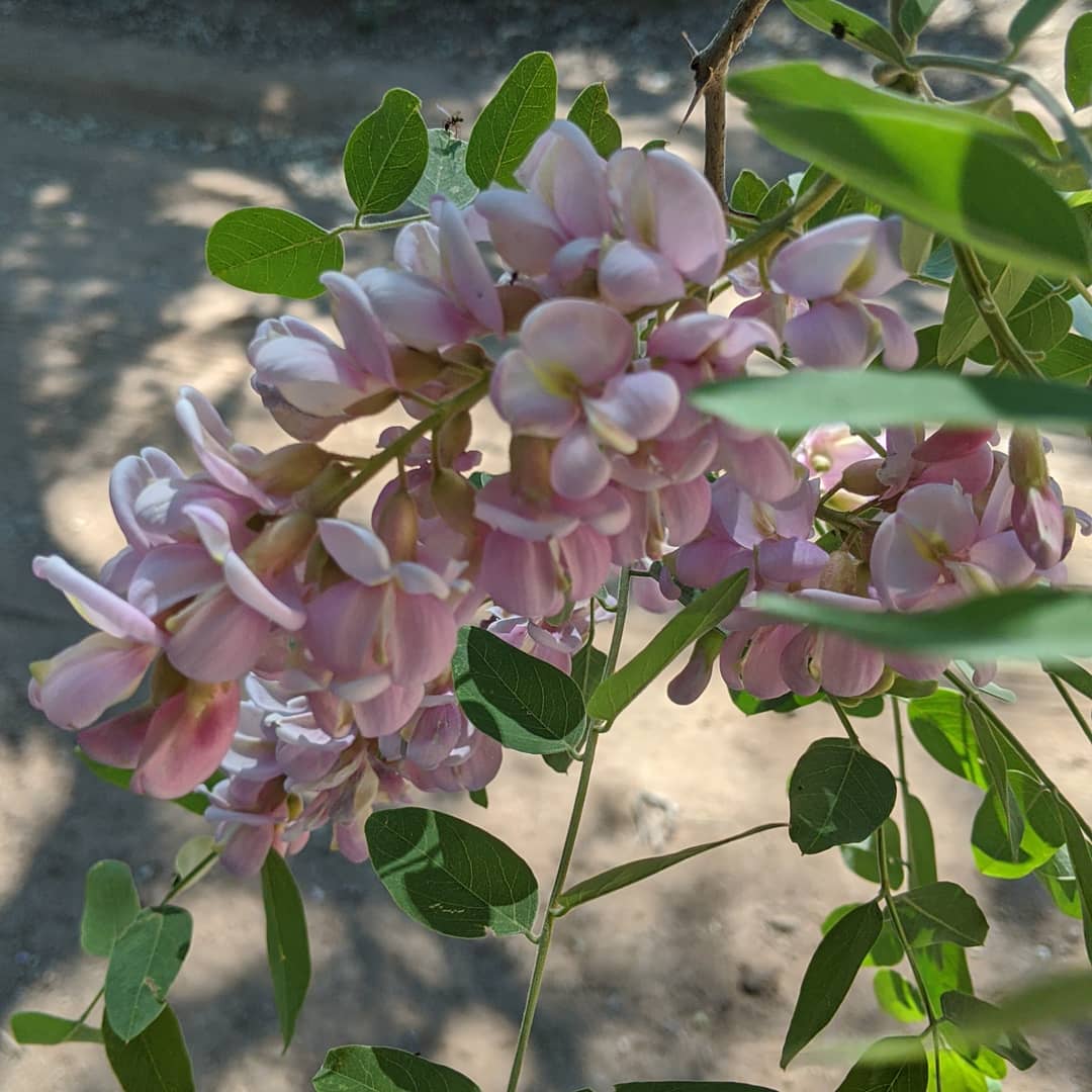 Pinal & Upper Pinal Campgrounds