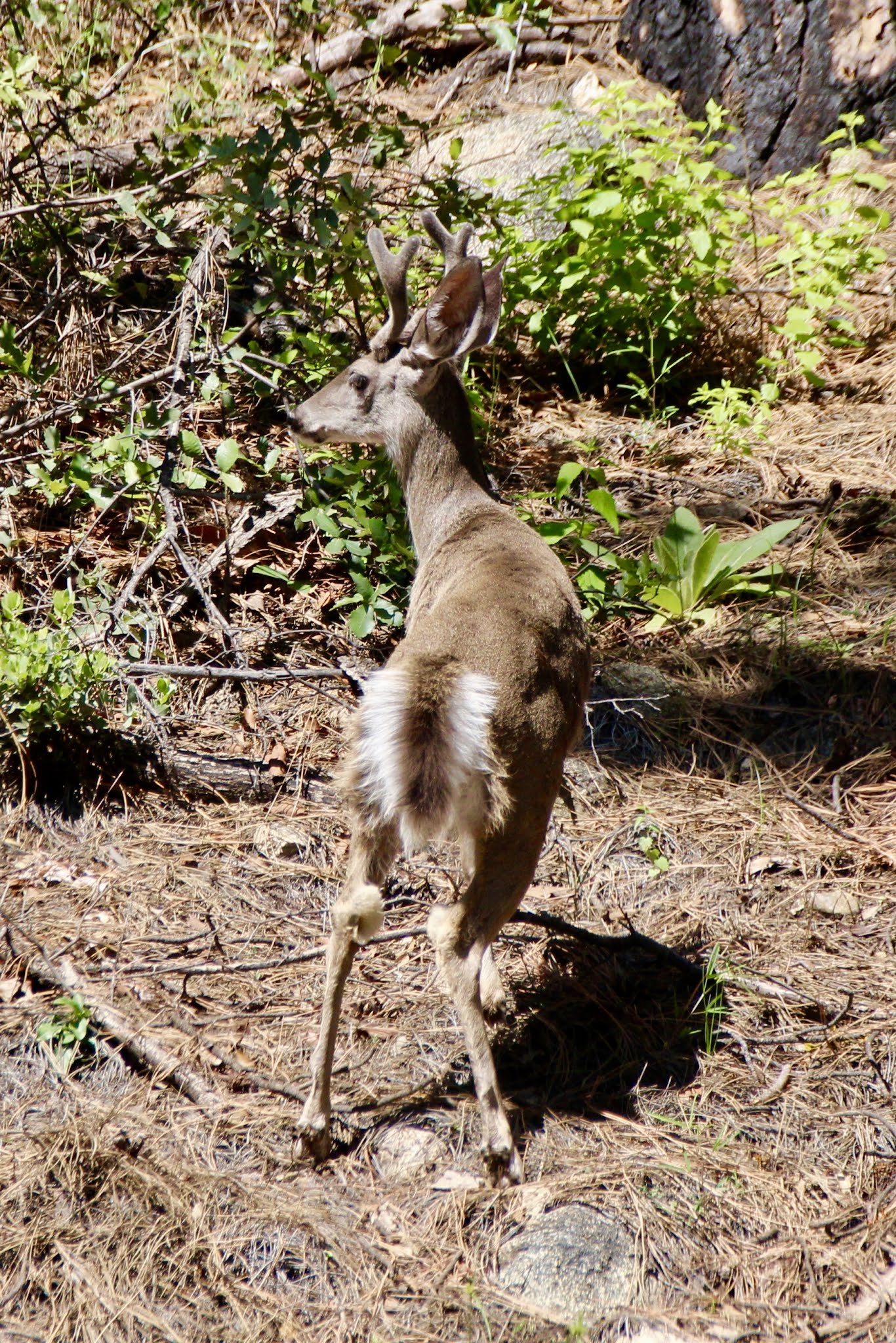 Pinal & Upper Pinal Campgrounds