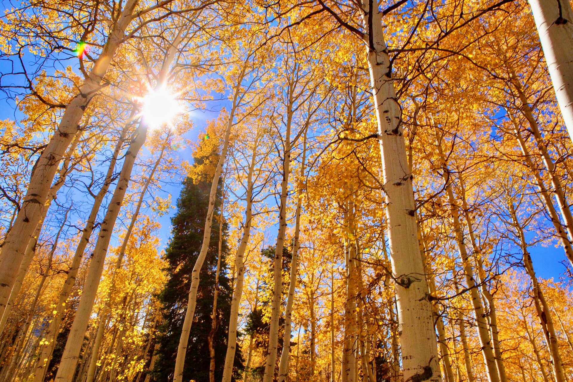 Upper Six Mile Ponds Campground