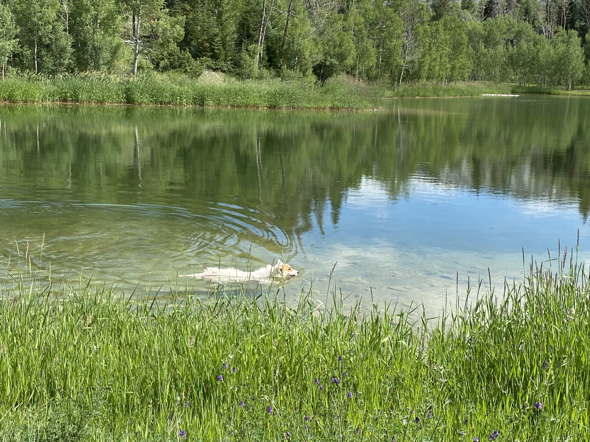 Upper Six Mile Ponds Campground