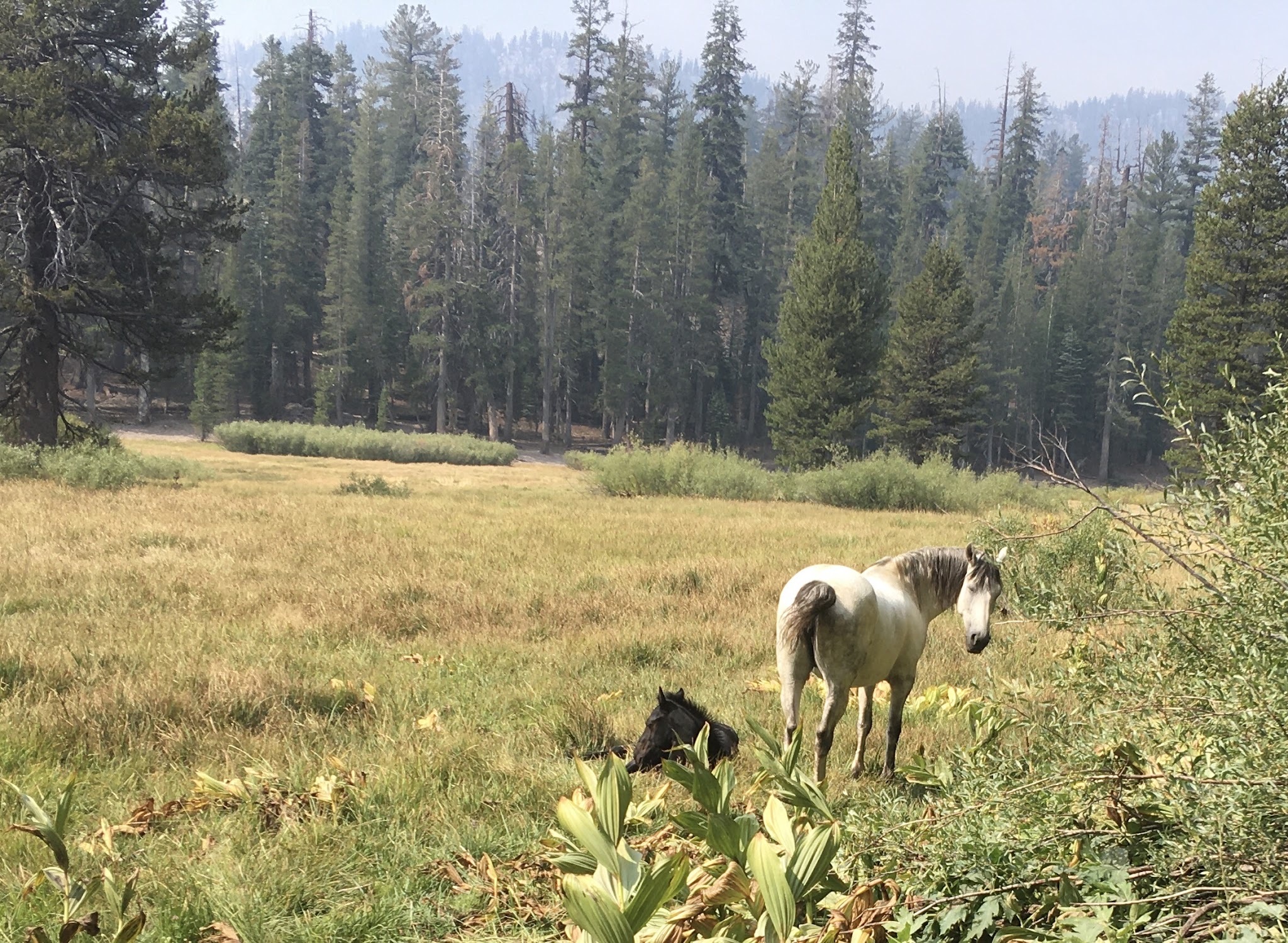 Upper Soda Springs Campground