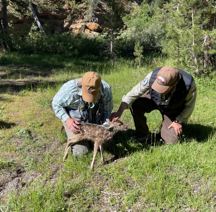 Upper Soda Springs Campground