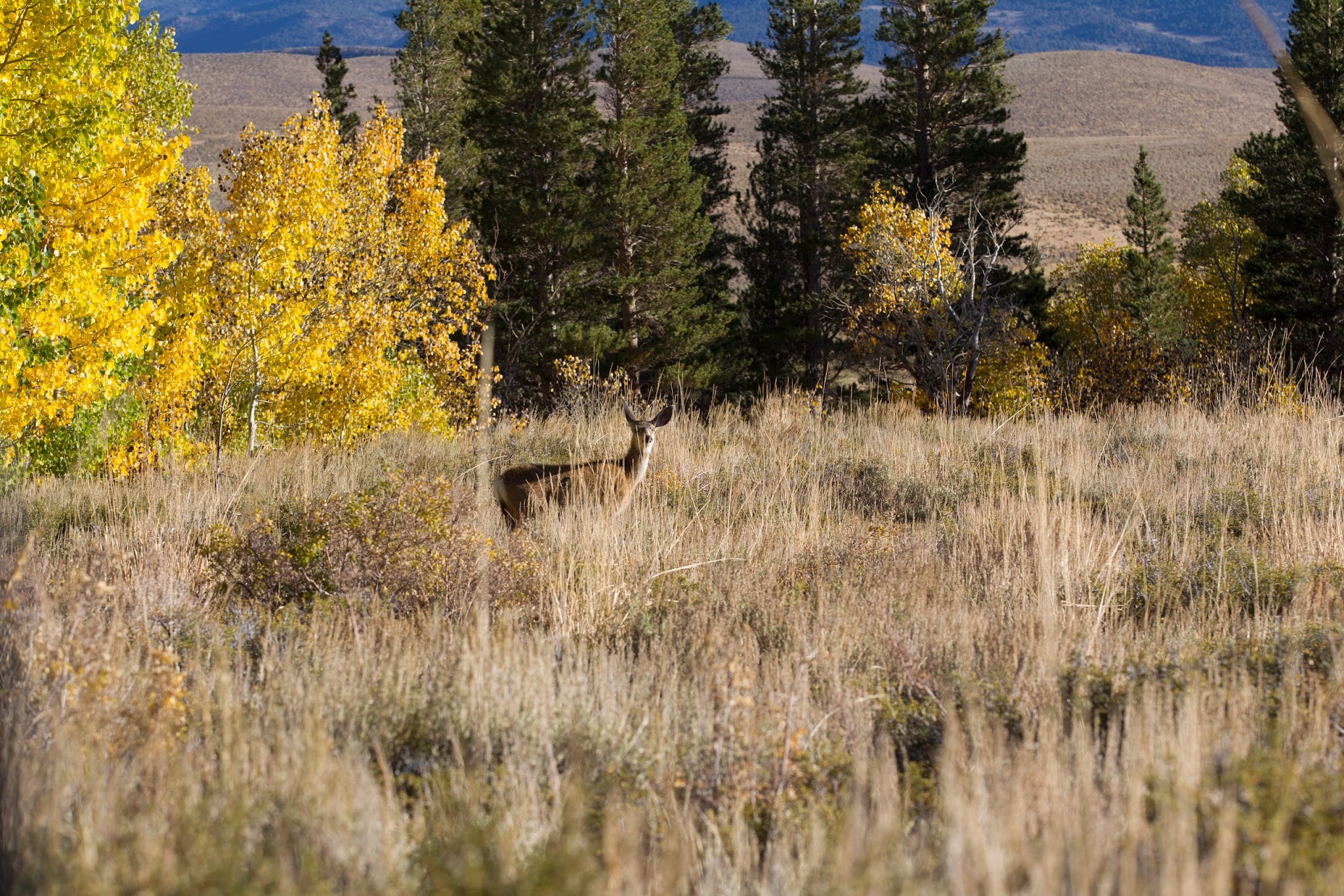 Upper Virginia Creek Primitive Campground