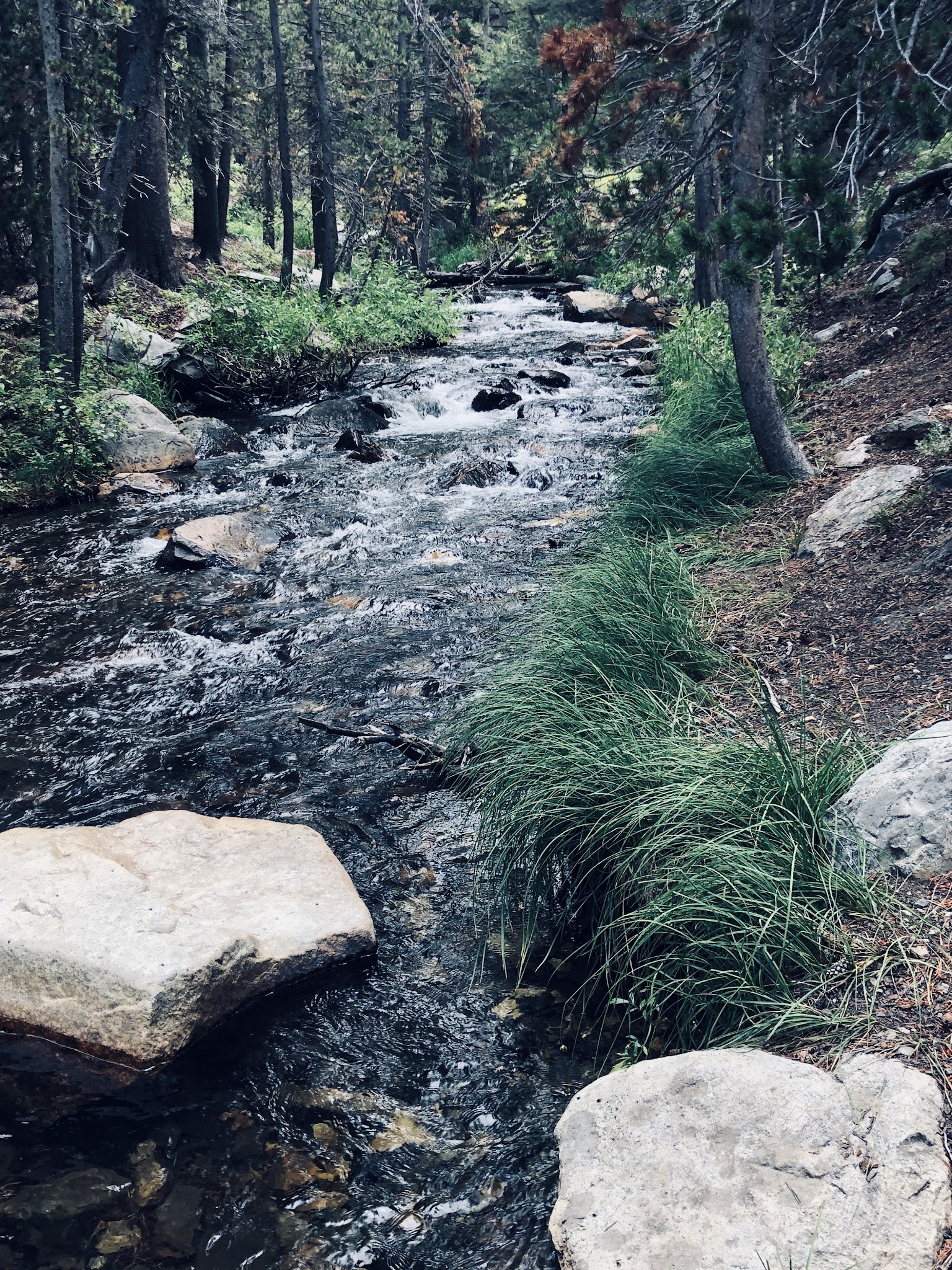 Upper Virginia Creek Primitive Campground