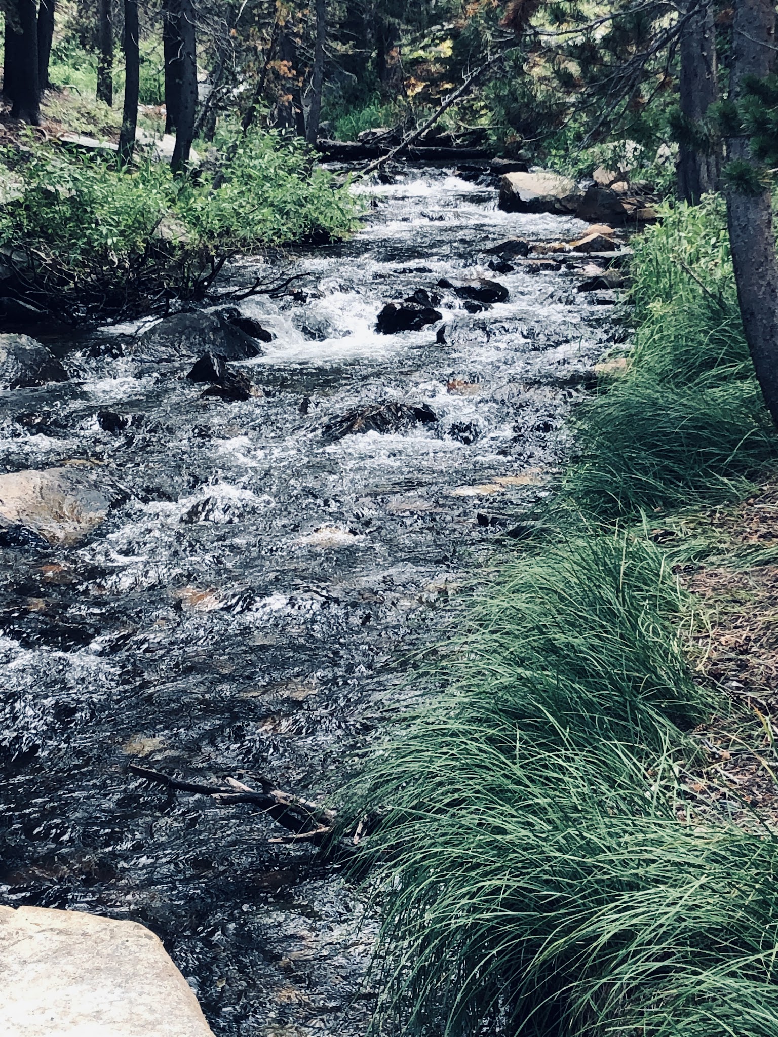 Upper Virginia Creek Primitive Campground