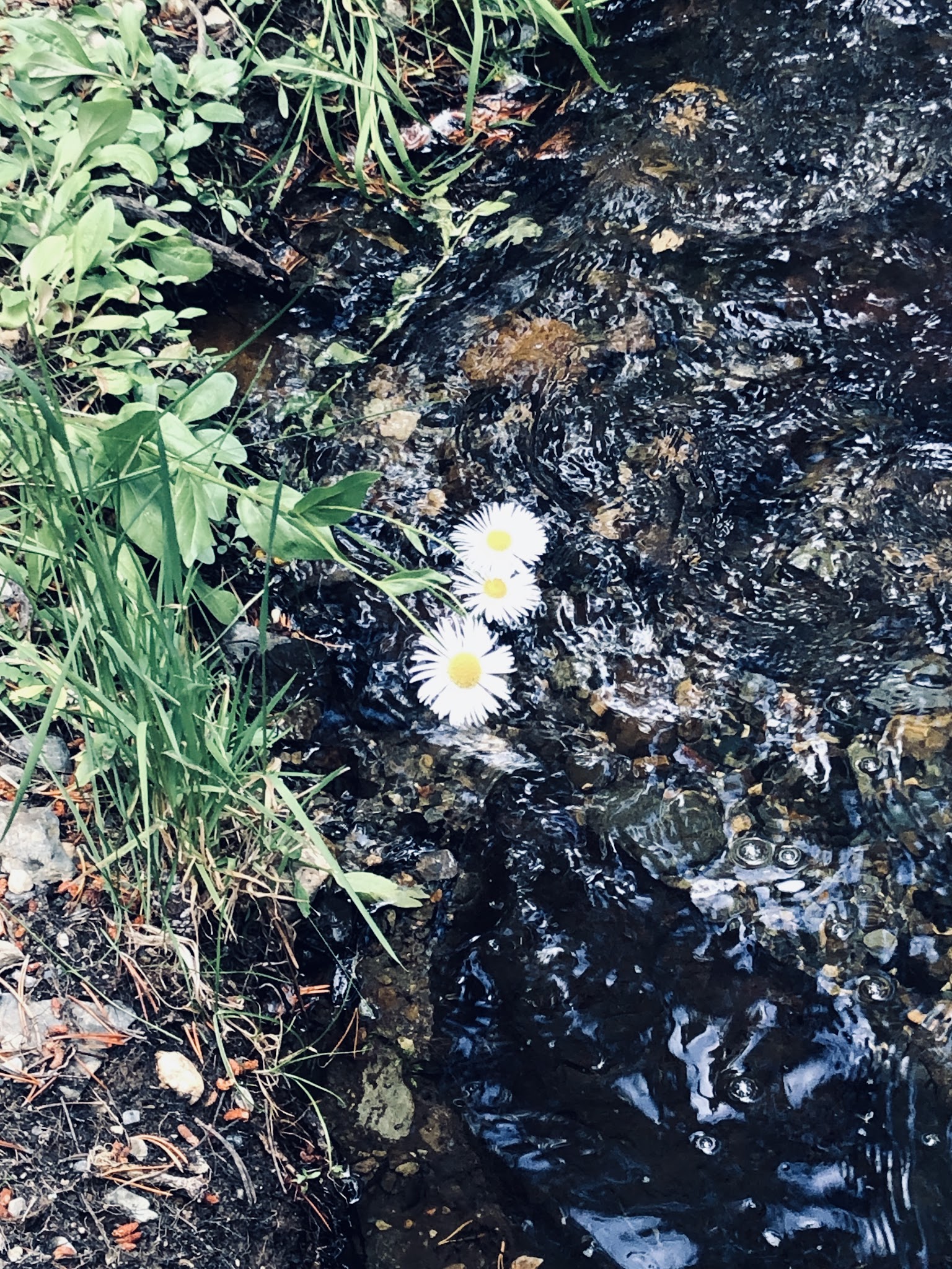 Upper Virginia Creek Primitive Campground