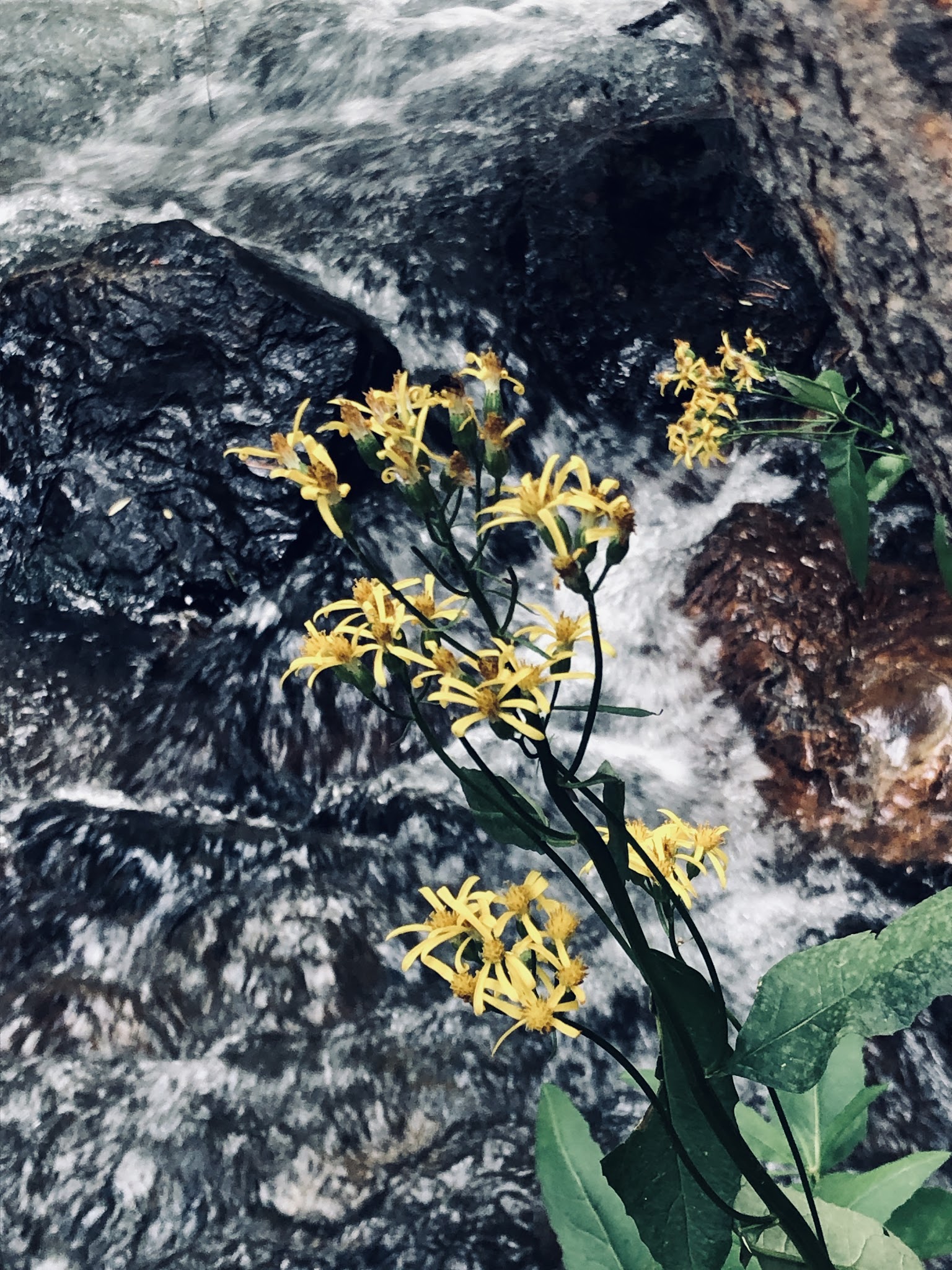 Upper Virginia Creek Primitive Campground