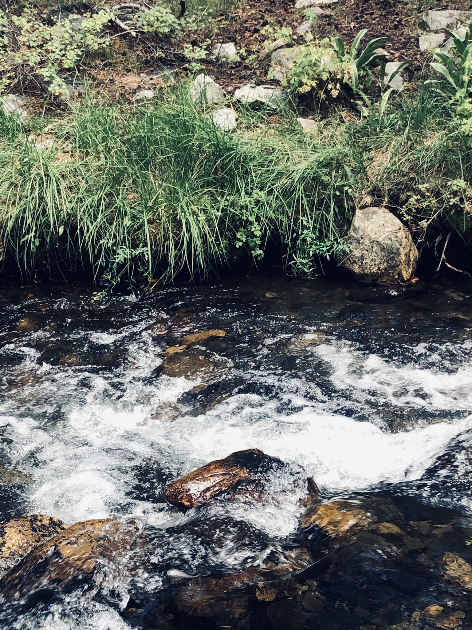 Upper Virginia Creek Primitive Campground