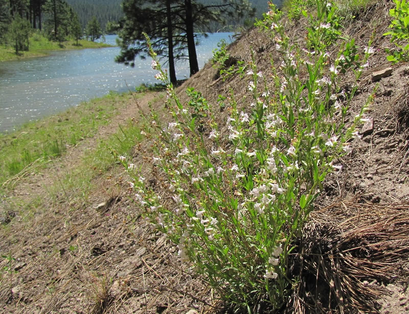 USDA Forest Service