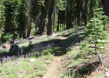 USDA Forest Service