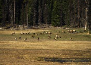 Table Meadows Campground