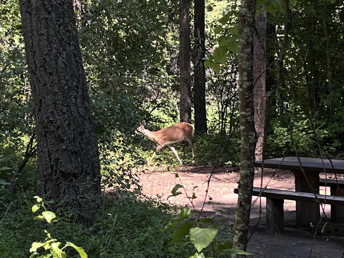 Trout Creek Campground