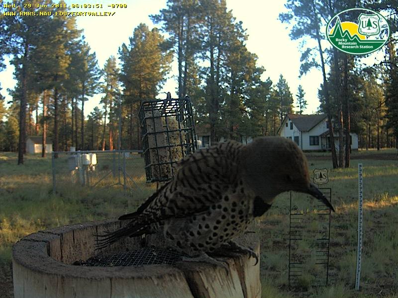 Aspen Campground - East Fork Black River