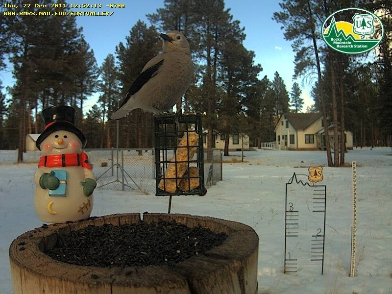 Spruce Tree Campground